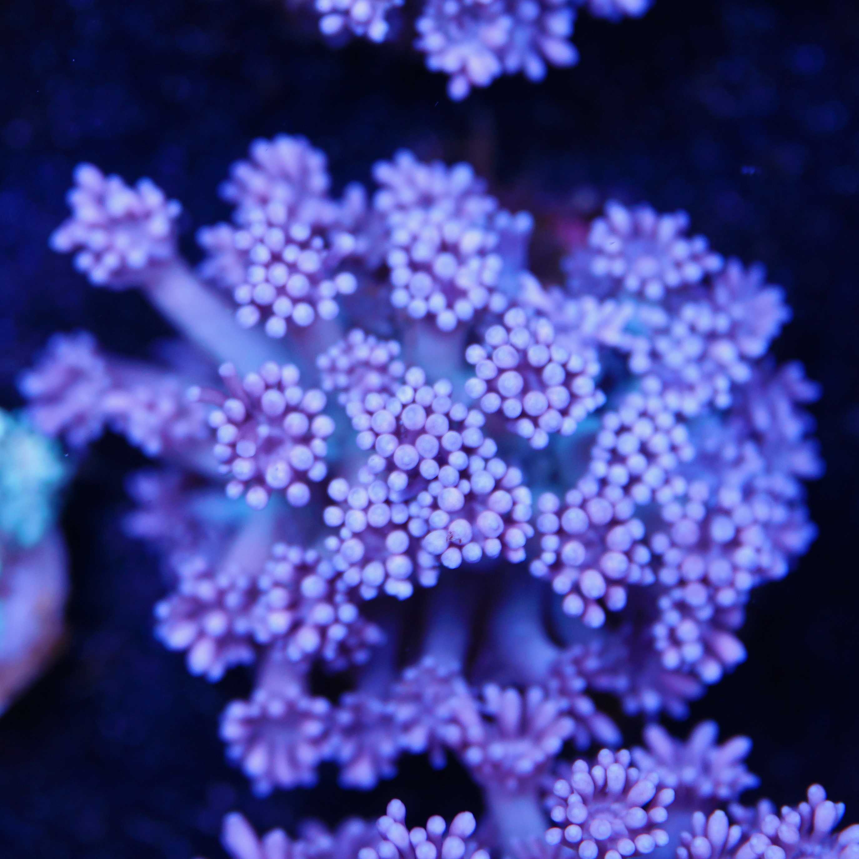 Goniopora shiny bluish aus Nachzucht