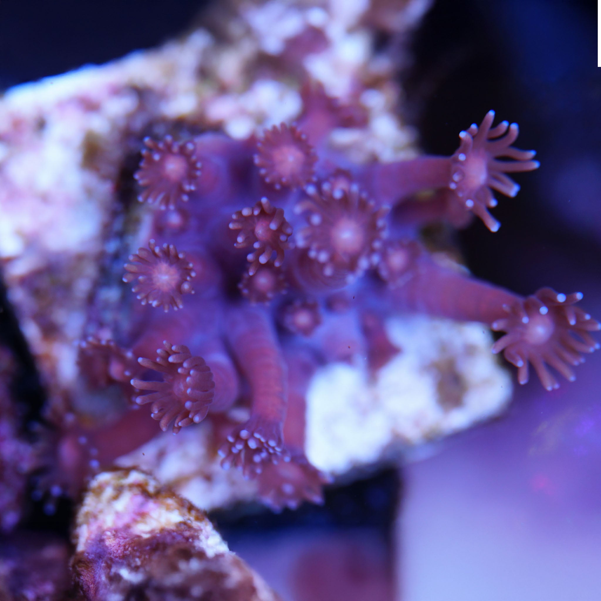 Goniopora in leichtem rot Korallenableger aus Nachzucht bei Tageslicht