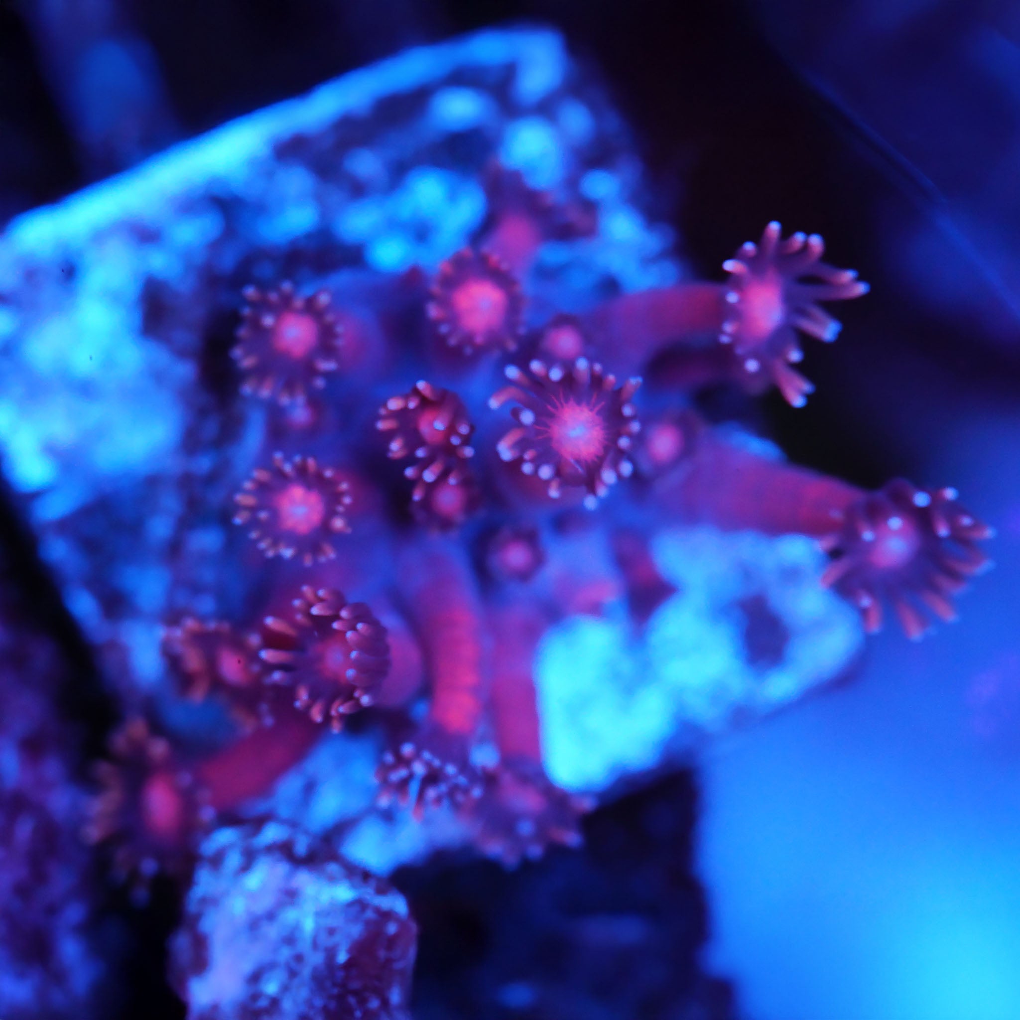 Goniopora in leichtem rot Korallenableger aus Nachzucht bei Blaulicht