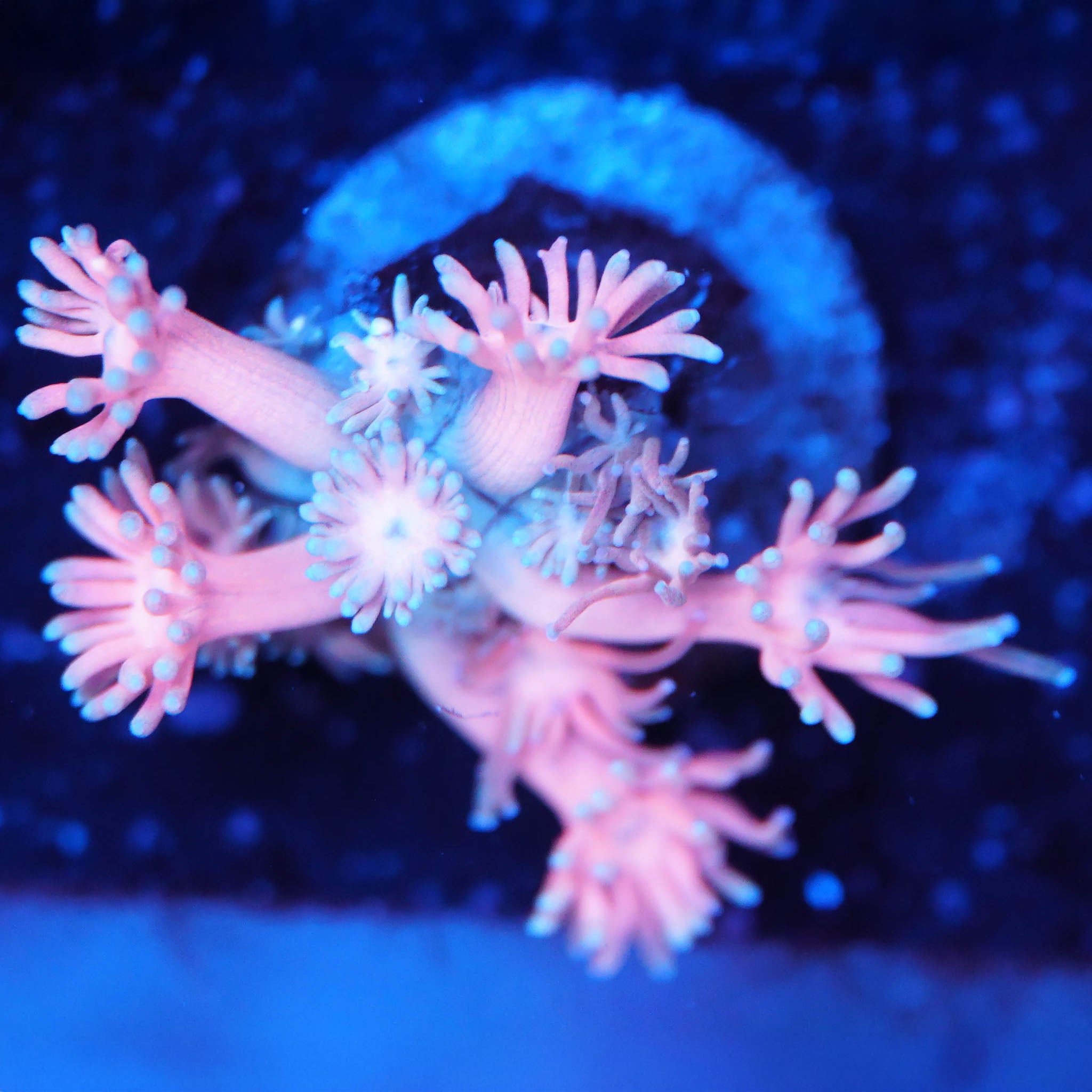 Goniopora yellow dot Korallenableger aus Nachzucht