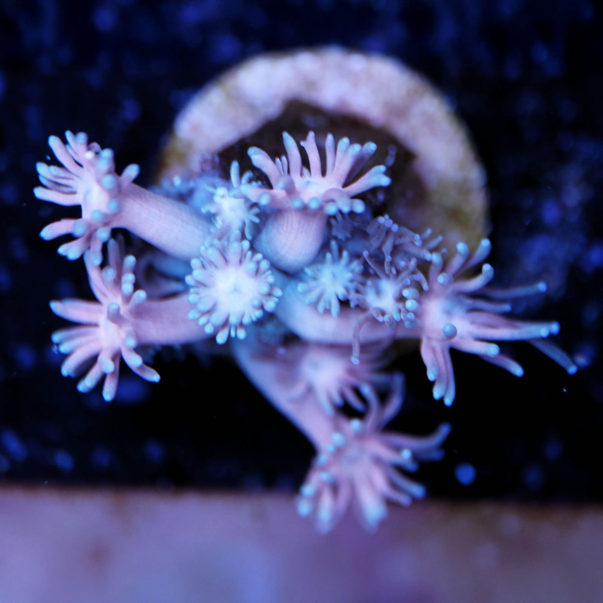 Goniopora yellow dot Korallenableger aus Nachzucht