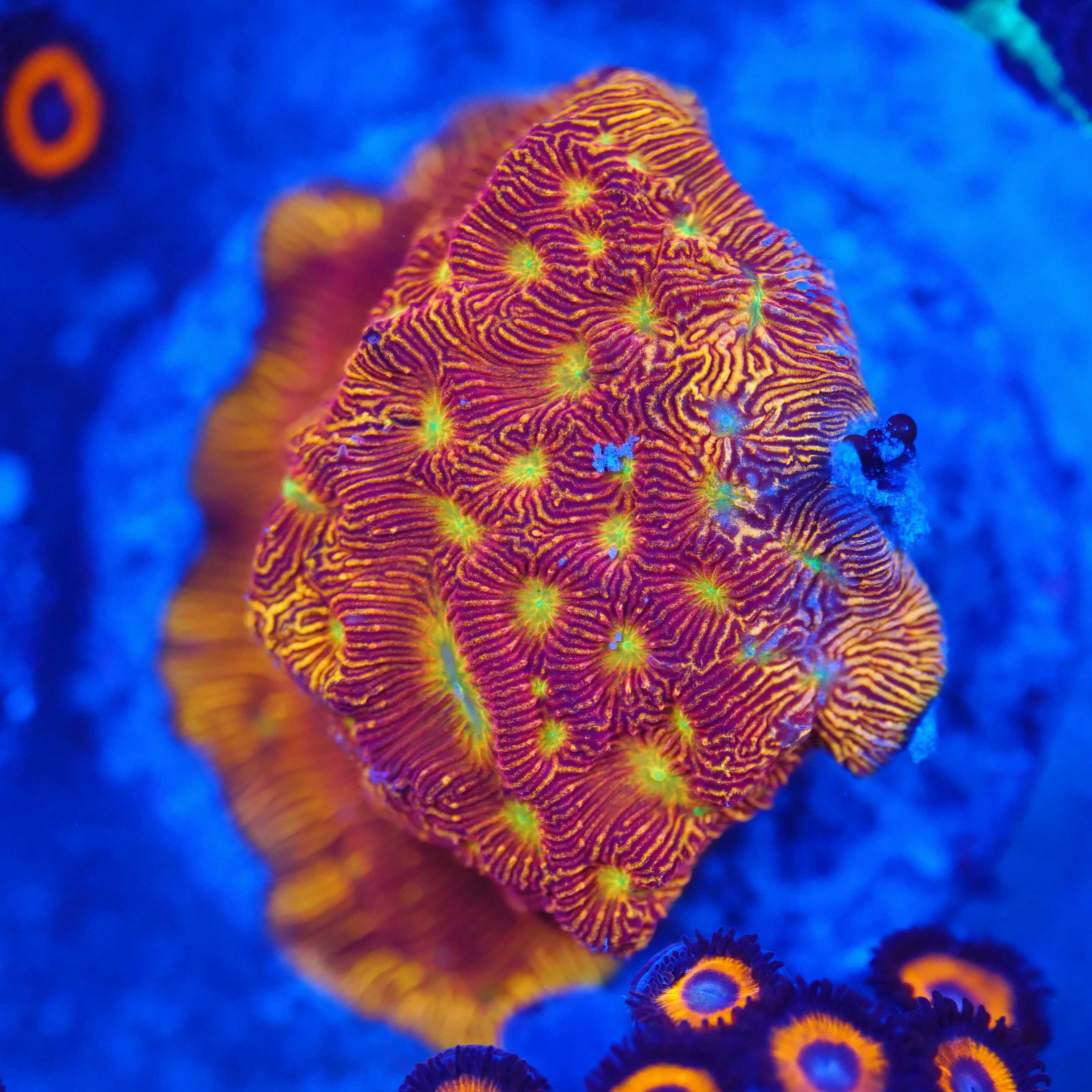 Jack O'Lantern Leptoseris unter Blaulicht