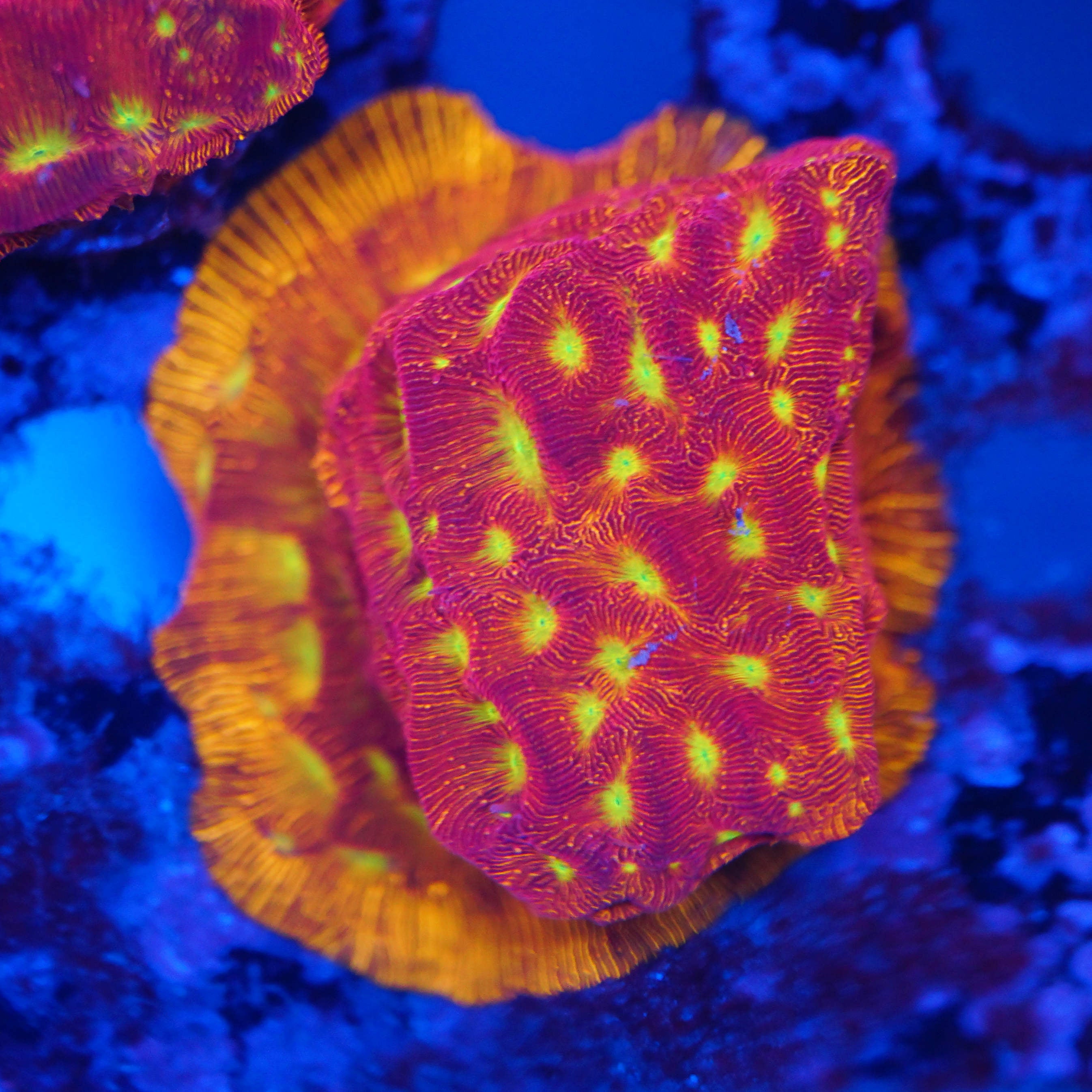 Leptoseris Jack O' Lantern