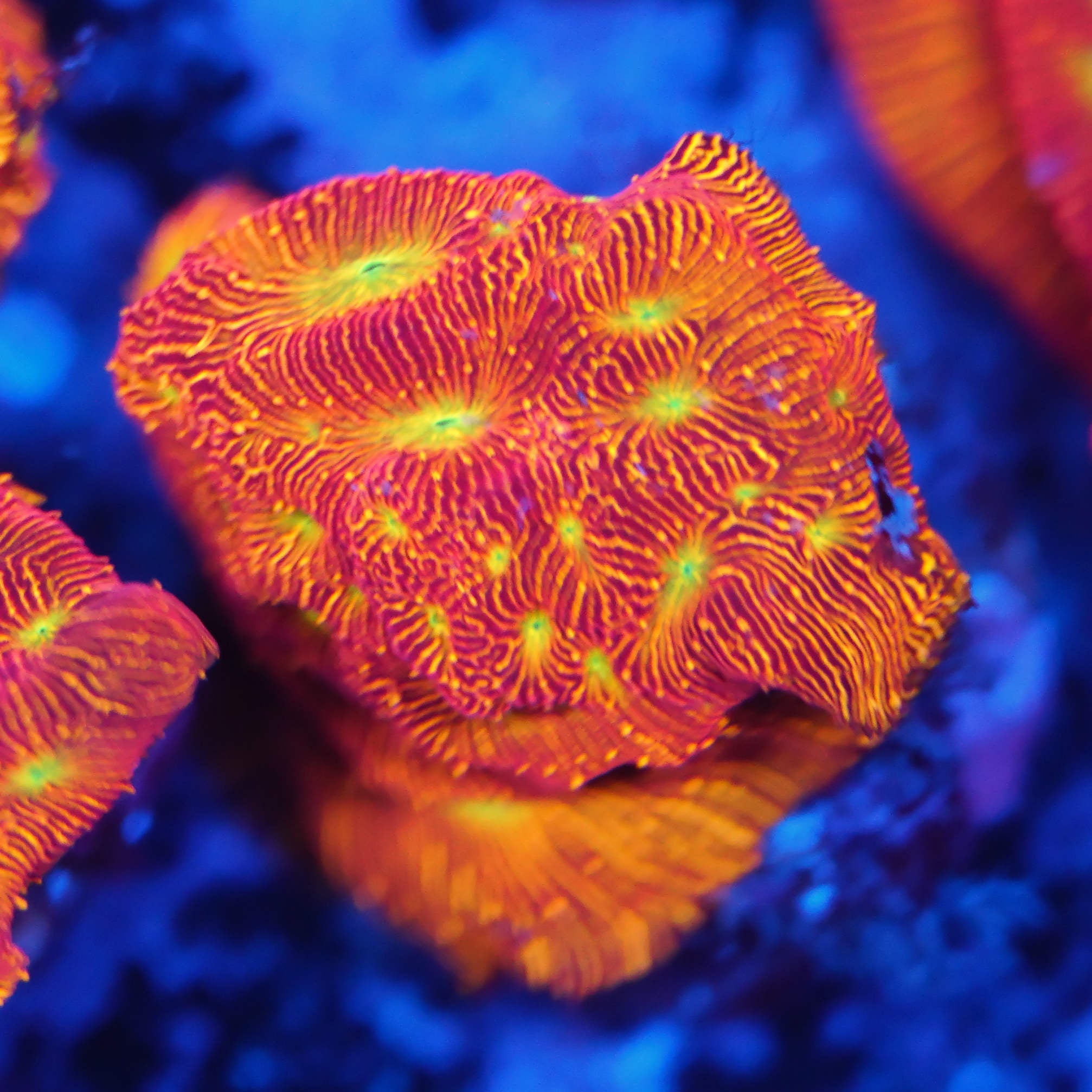 Leptoseris Jack O' Lantern