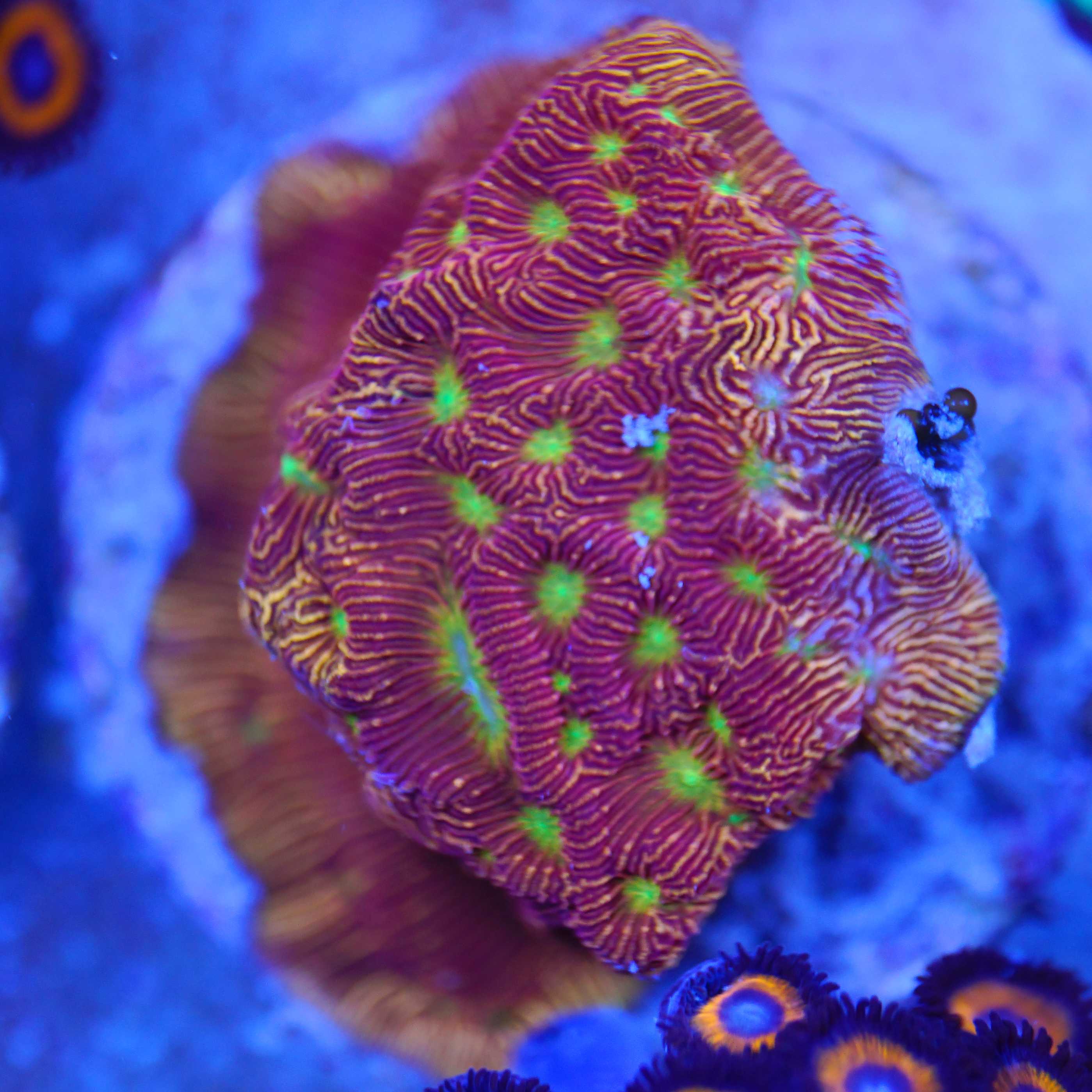 Leptoseris Jack O' Lantern