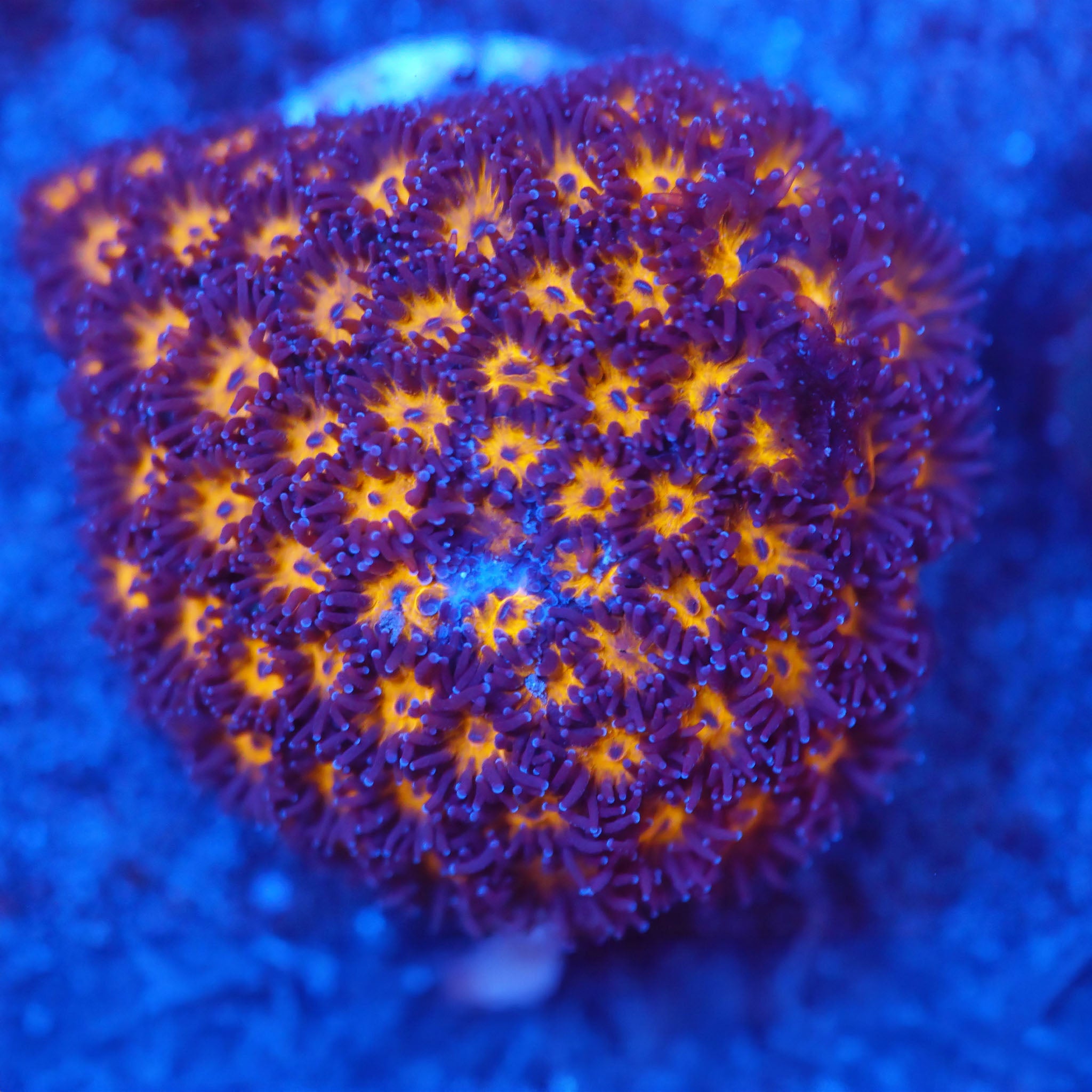 Leptastrea gold Korallenableger aus Nachzucht