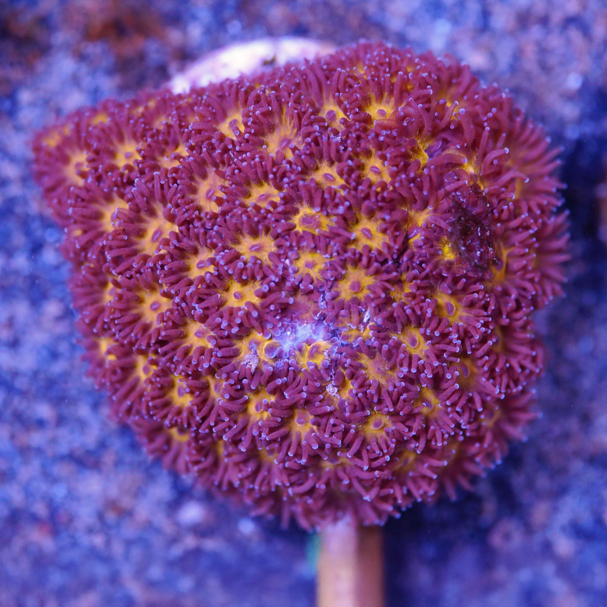 Leptastrea Burning Ember Korallenableger aus Nachzucht