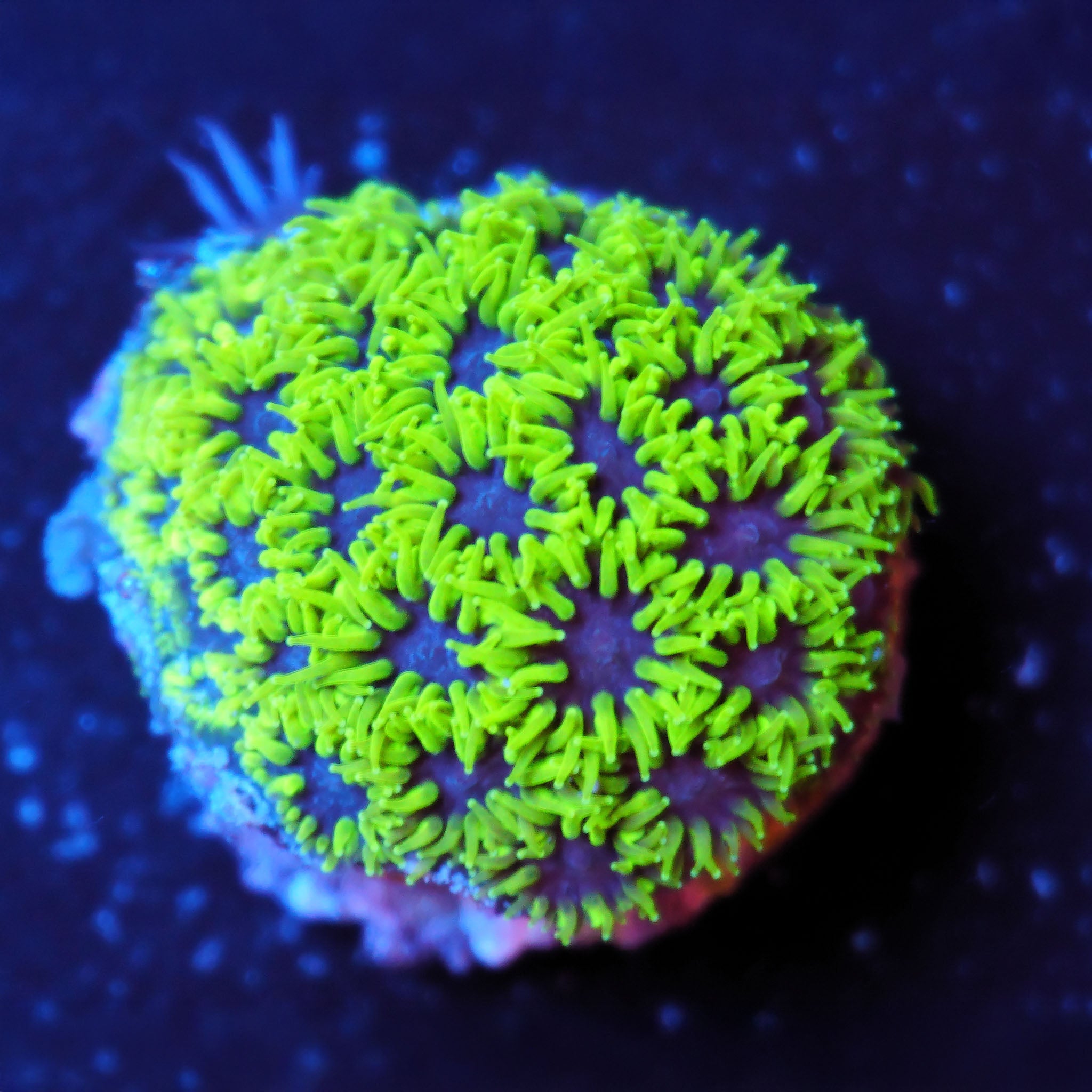 Leptastrea Tryptophobia Korallenableger aus Nachzucht