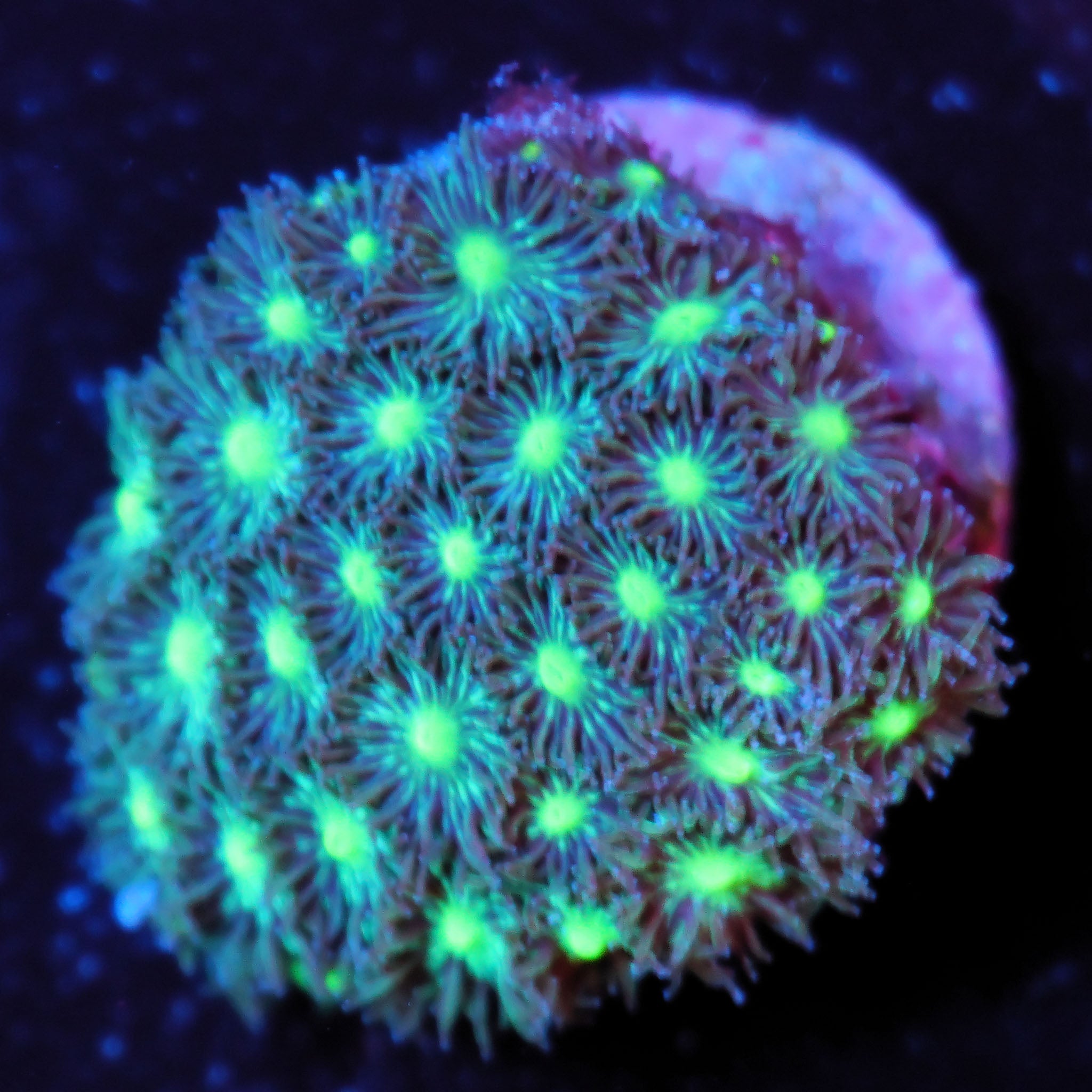 Leptastrea grün Korallenableger aus Nachzucht