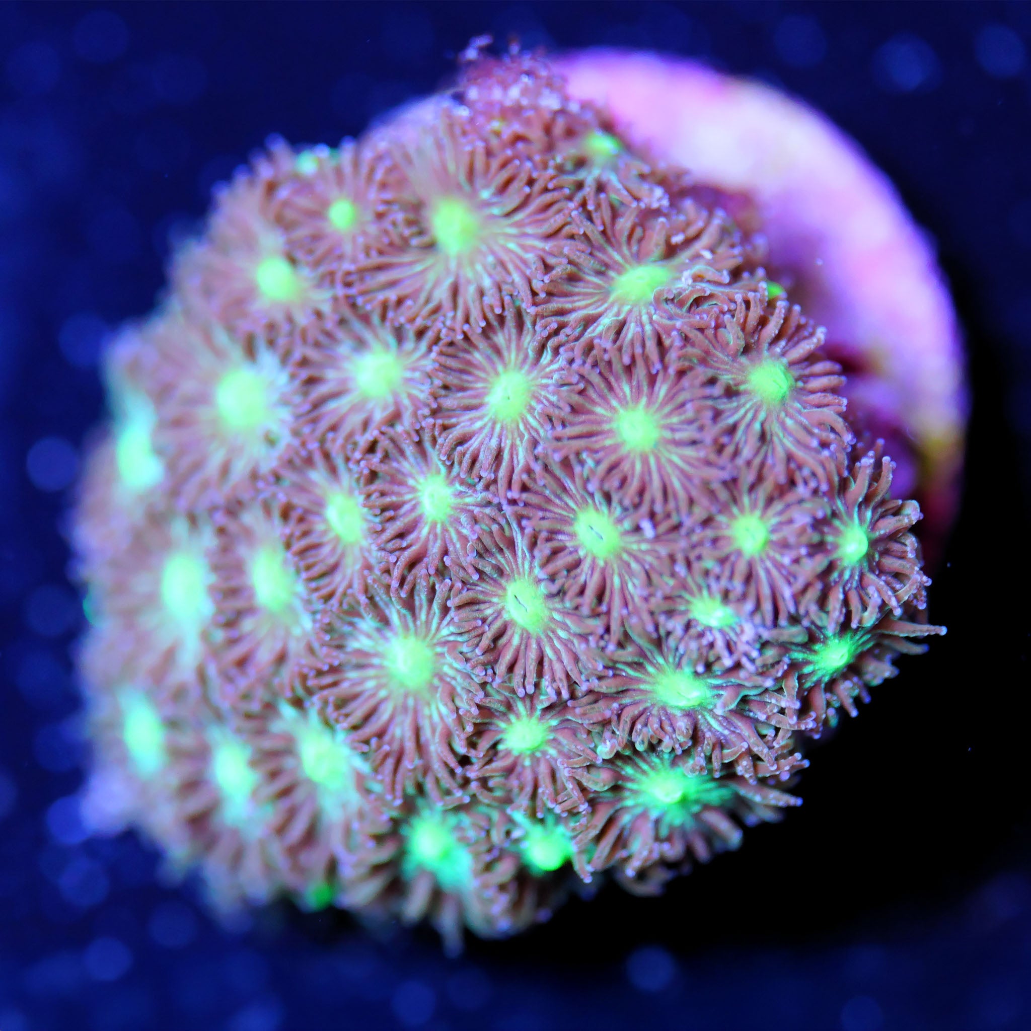 Leptastrea grün Korallenableger aus Nachzucht