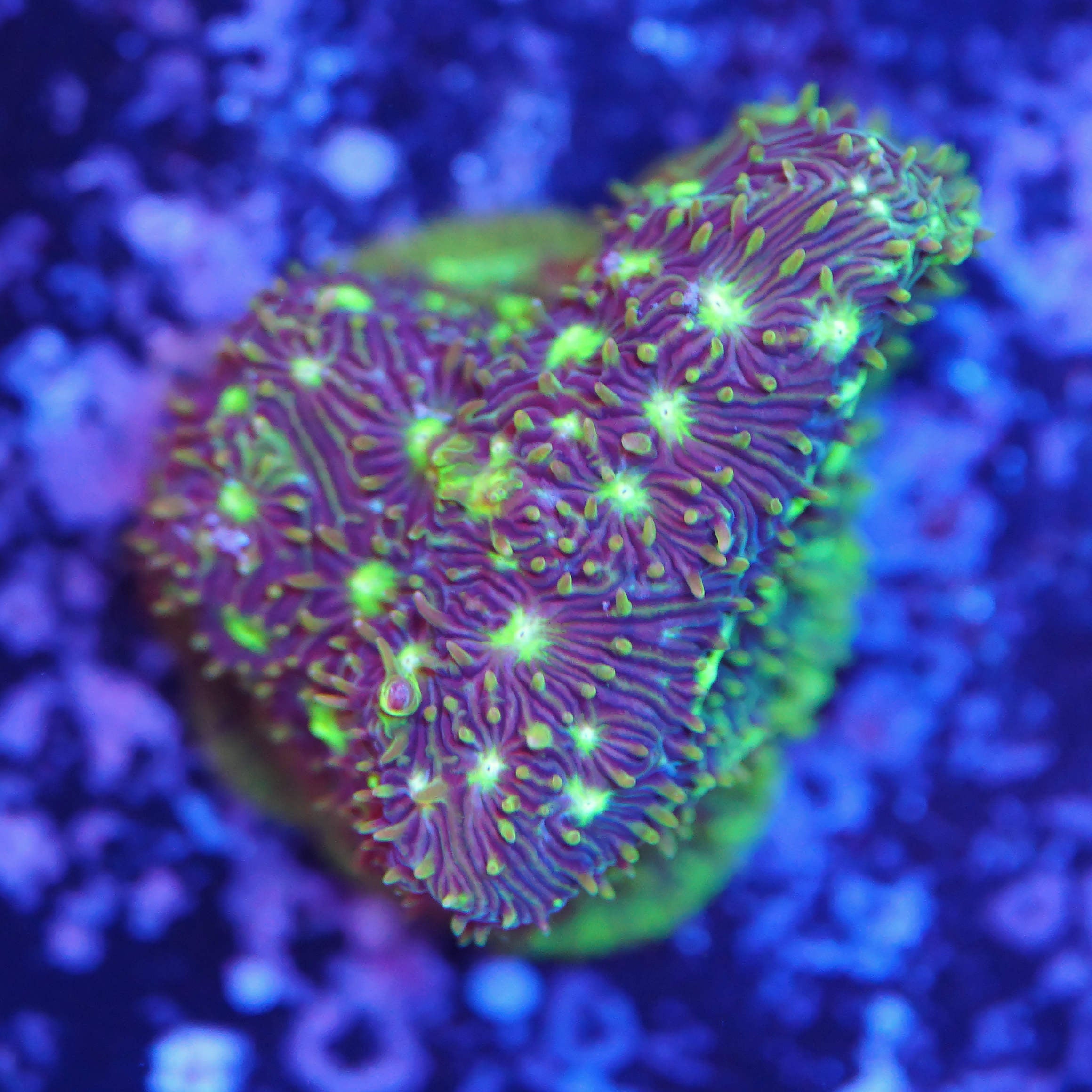 Leptoseris funny farm