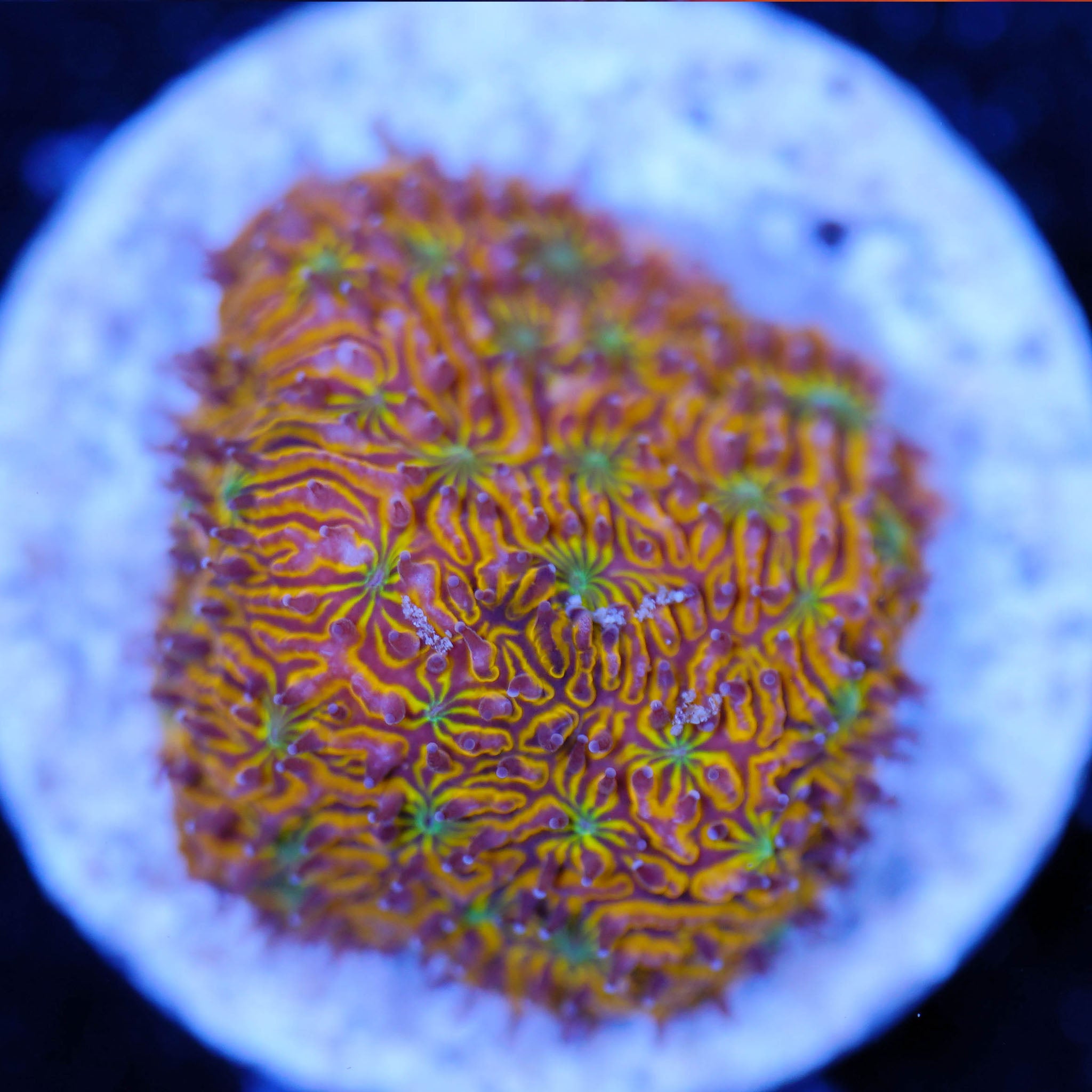 Lithopyllon C3PO Lps Korallenableger aus Nachzucht bei Tageslicht