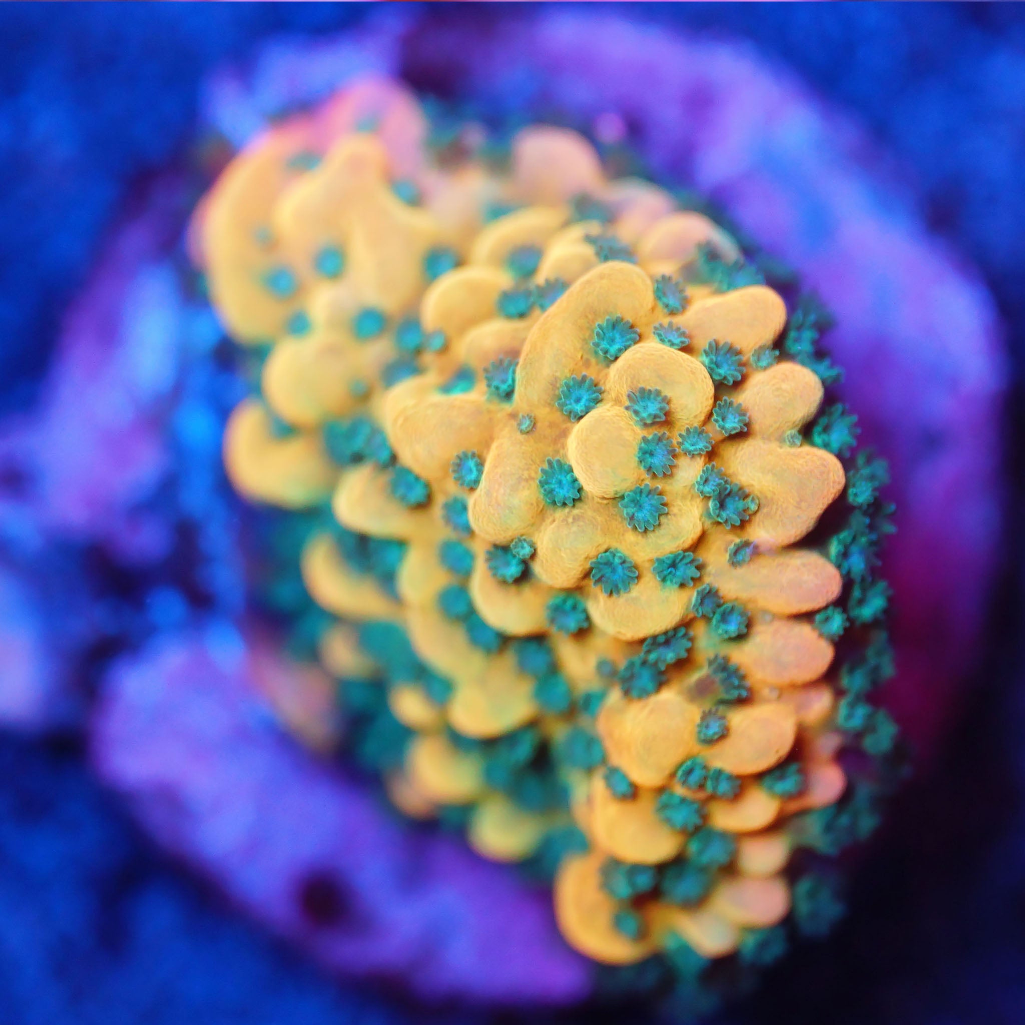 Montipora Beach Bum Korallenableger aus Nachzucht in Gold mit grünen Polypen