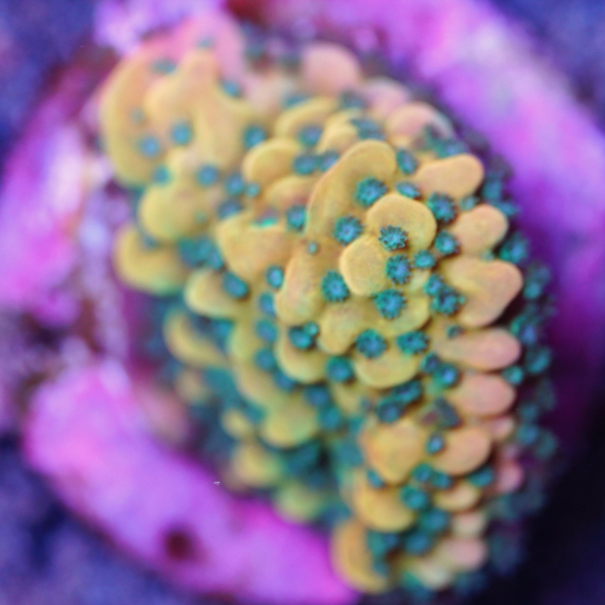 Montipora Beach Bum Korallenableger aus Nachzucht