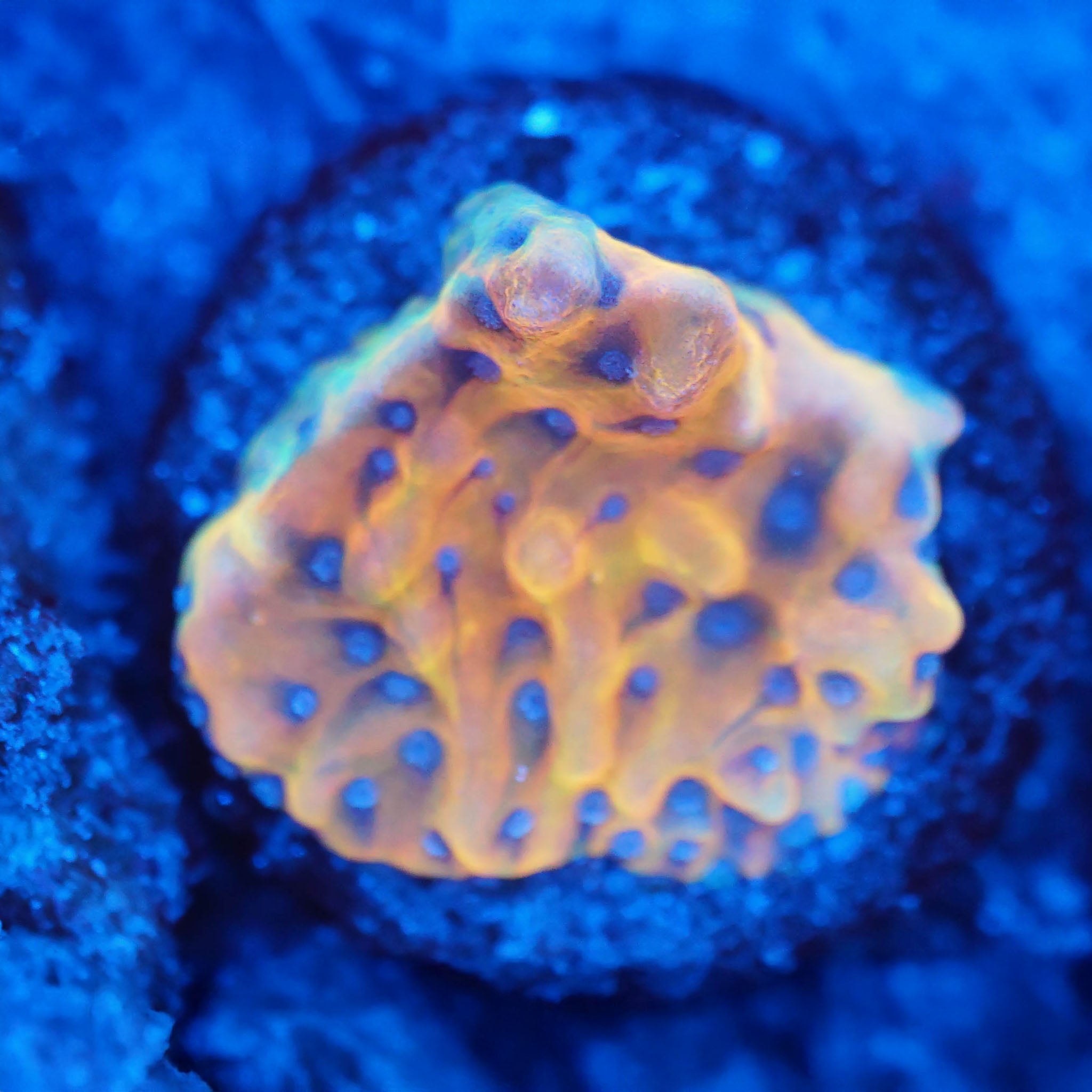 Montipora Flaming Phoenix Korallenableger aus Nachzucht bei Blaulicht