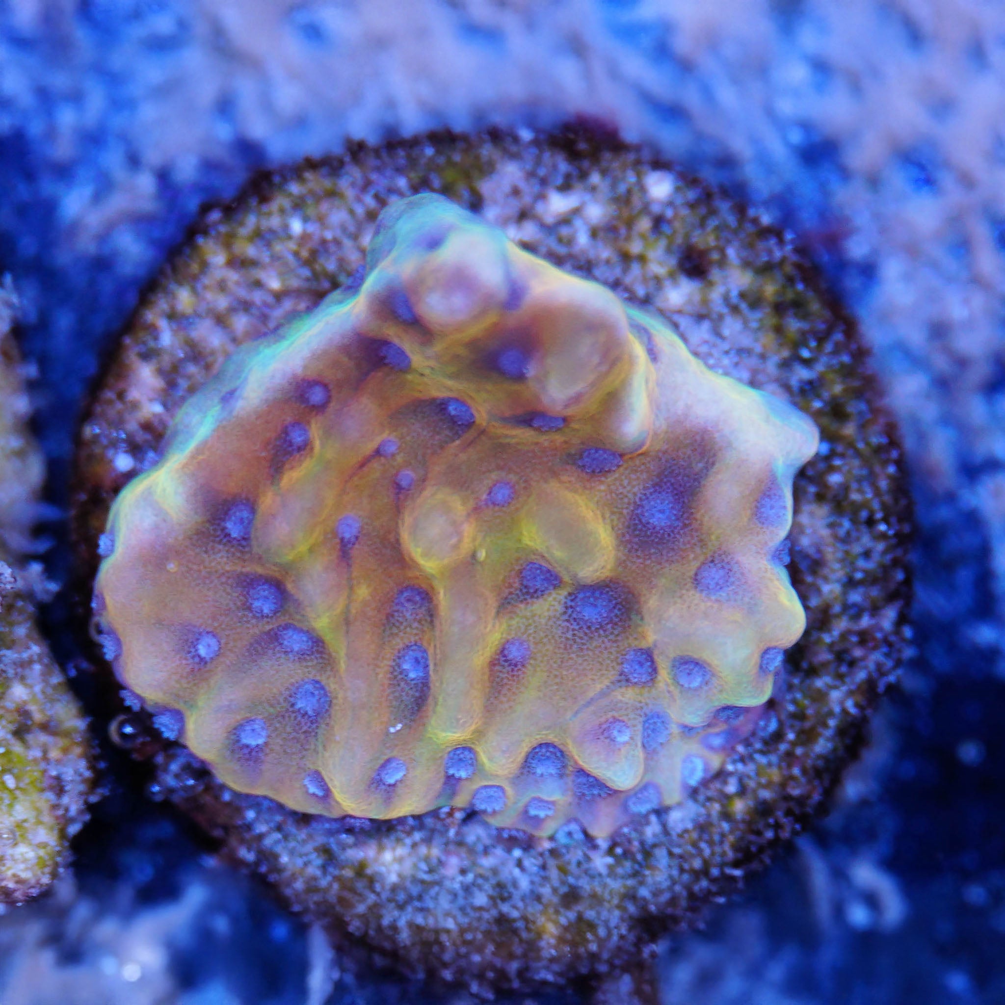 Montipora Flaming Phoenix Korallenableger aus Nachzucht