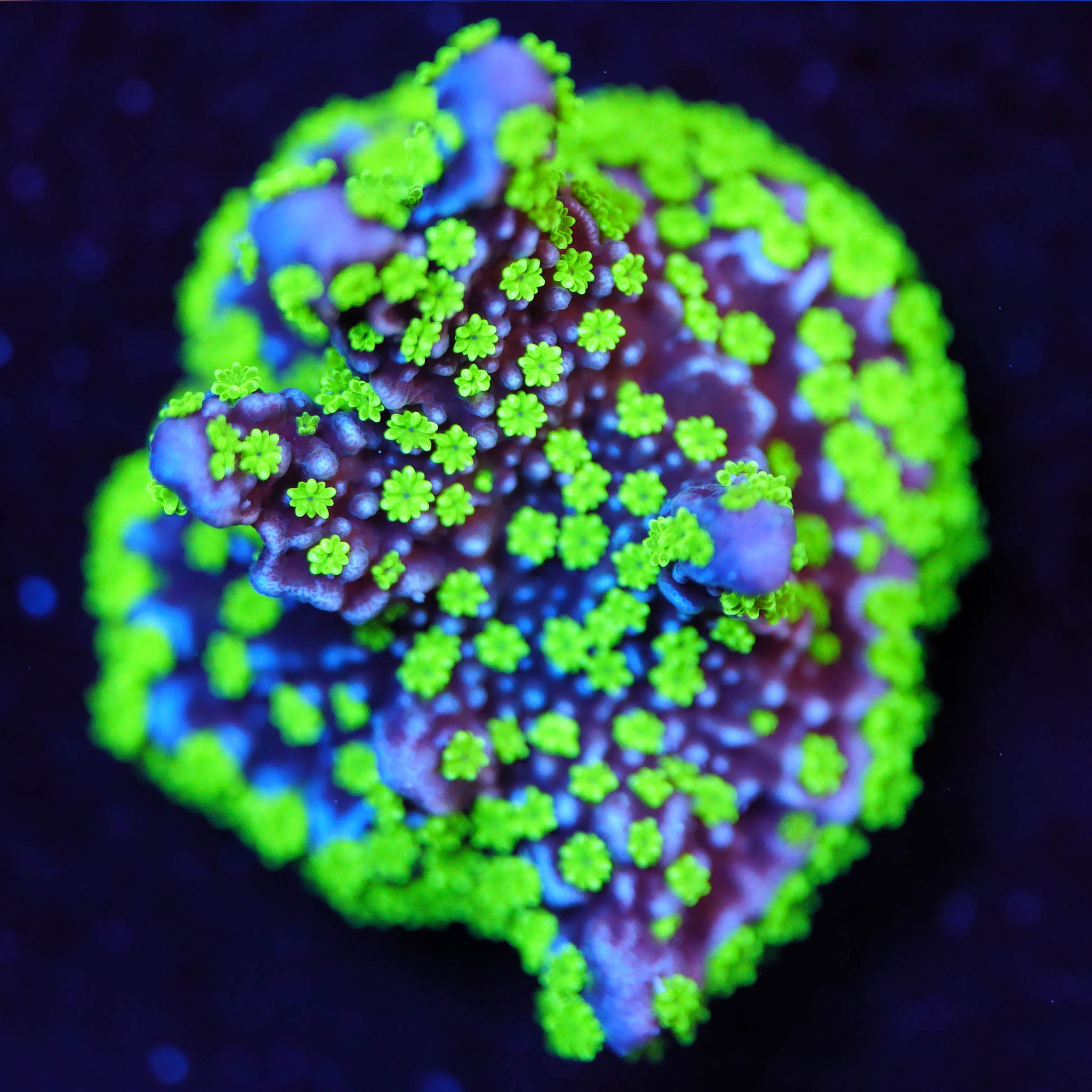 Montipora Star Wars Korallenableger aus Nachzucht