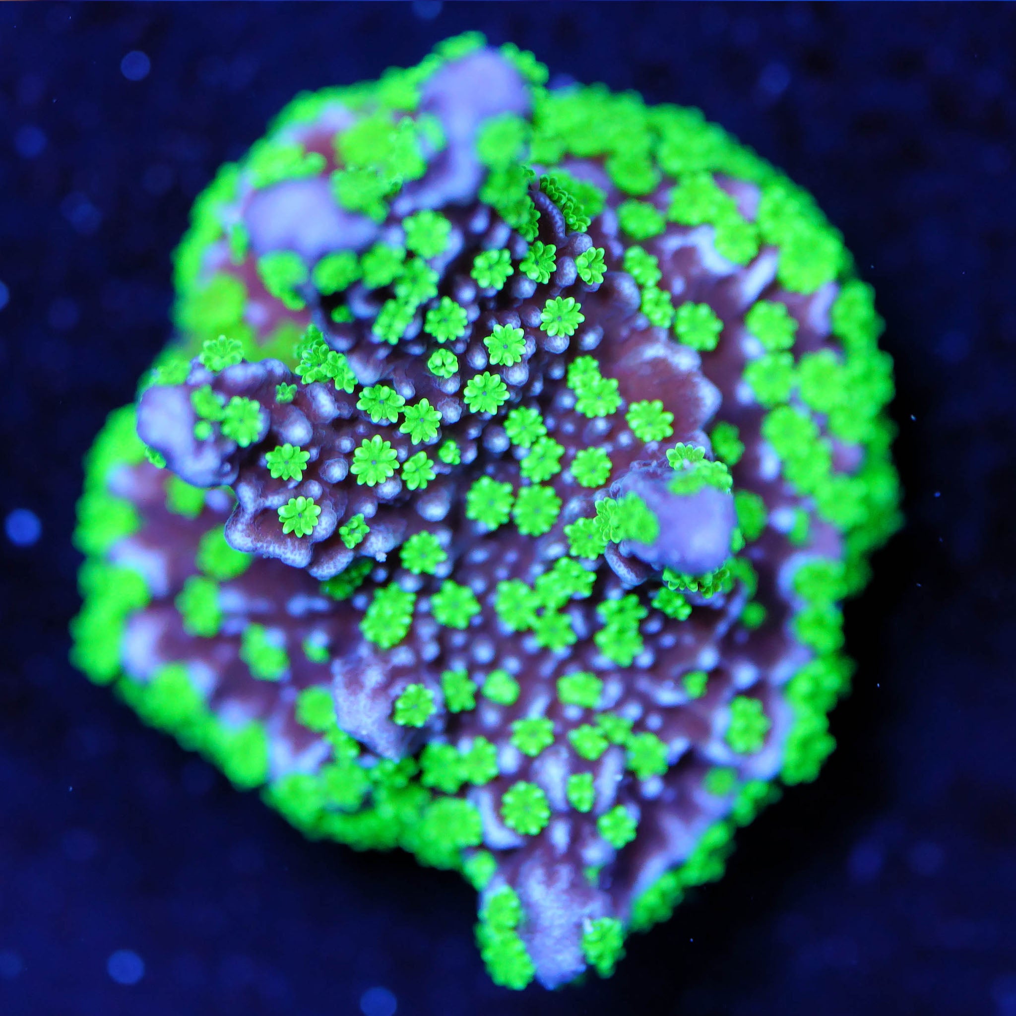 Montipora hispida Star Wars Korallenableger aus Nachzucht bei Blaulicht