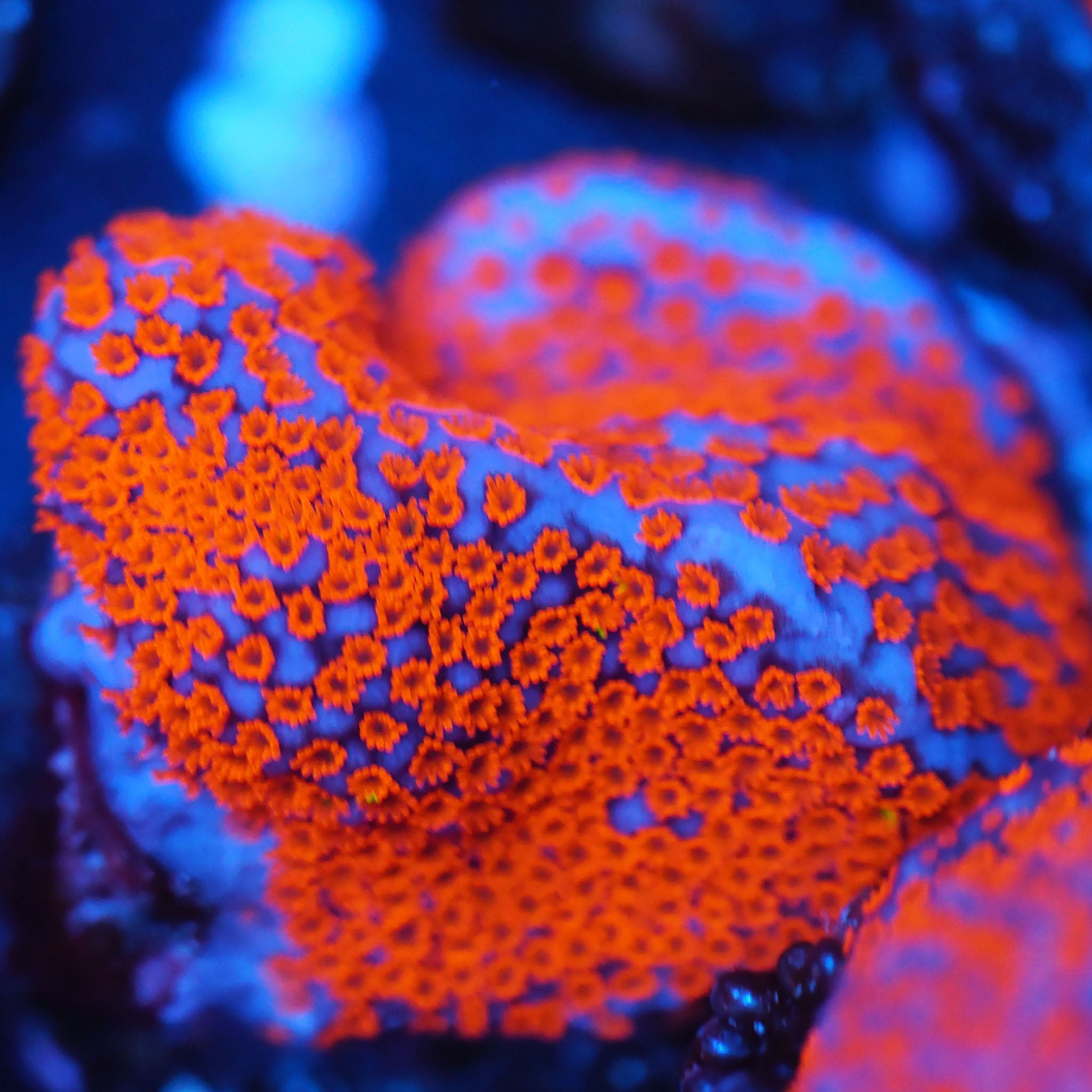 Montipora Superman