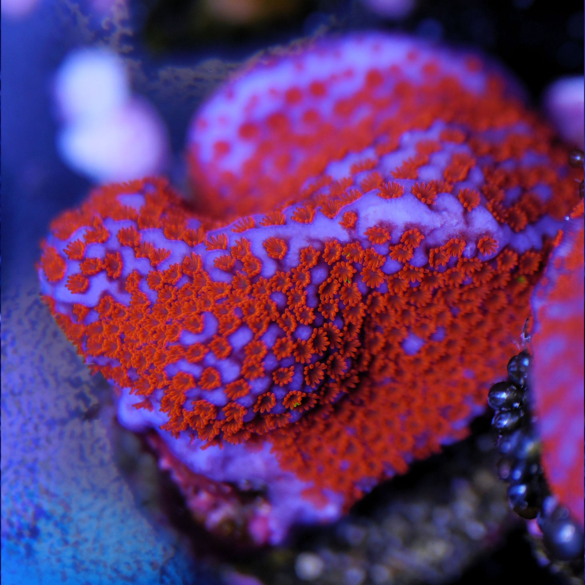 Montipora Superman blaues Gewebe mit orangenen Polypen Korallenableger aus Nachzucht