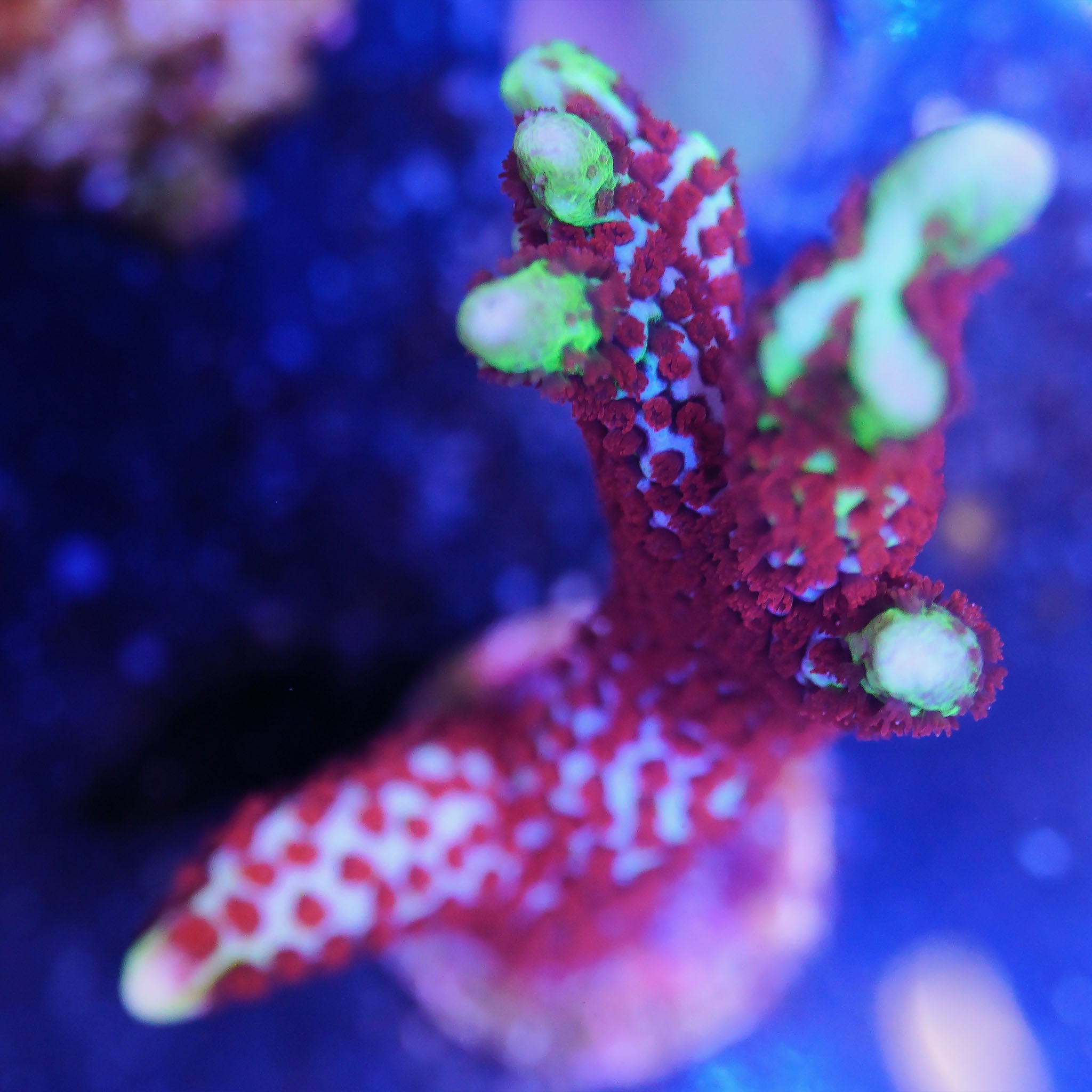 Montipora Bubblegum mit grün-blaunem Gewebe mit orangenen Polypen Korallenableger aus Nachzucht
