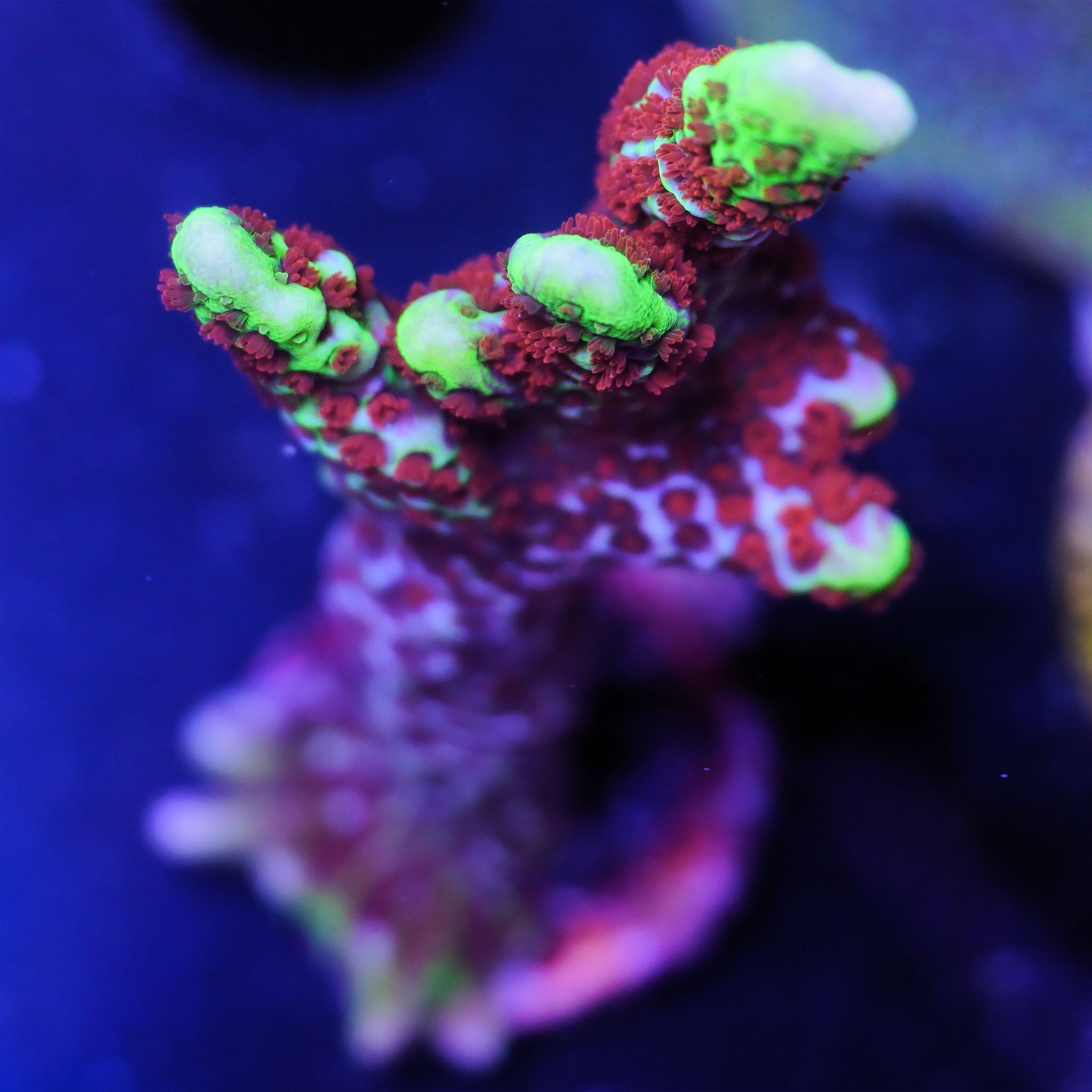 Montipora Bubblegum mit grün-blaunem Gewebe mit orangenen Polypen Korallenableger aus Nachzucht