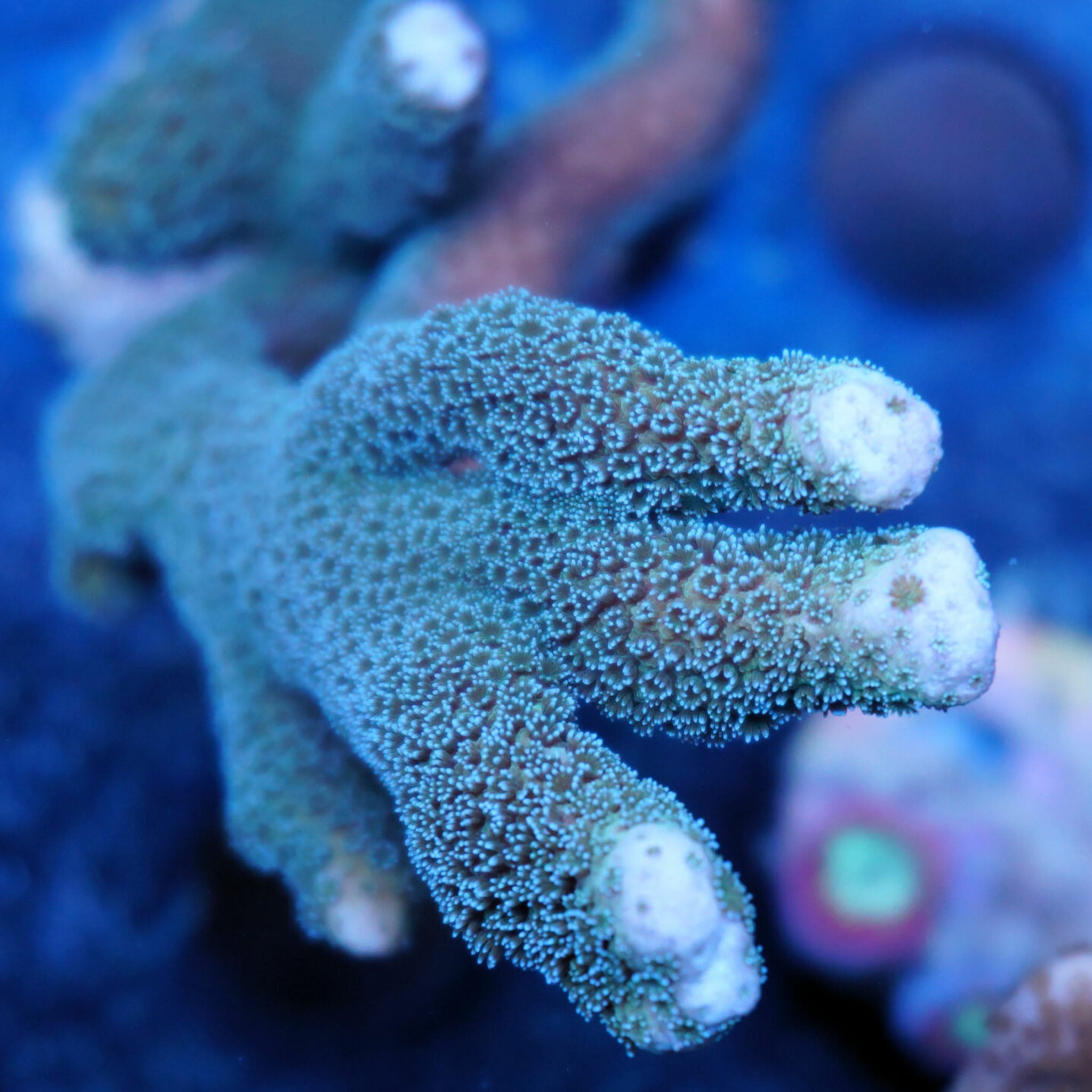 Montipora Digitata silber Korallenableger aus Nachzucht