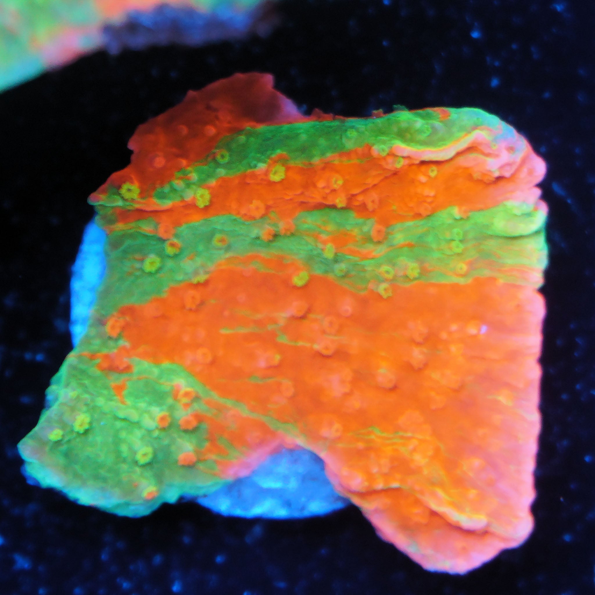 Montipora grafted Rot und grün Korallenableger aus Nachzucht bei Blaulicht