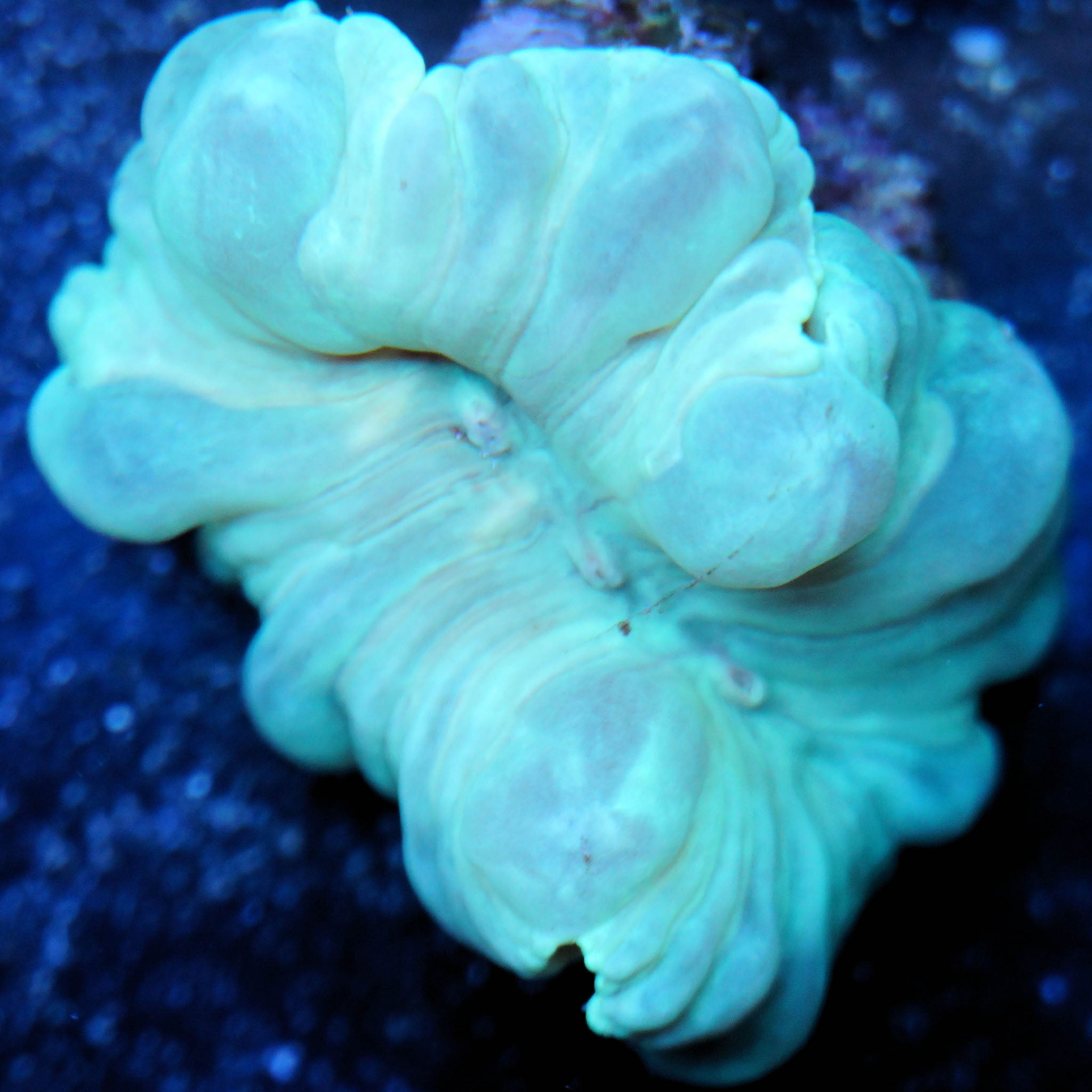 Nemenzophyllia turbida Nachzuchtkoralle bei Tageslicht