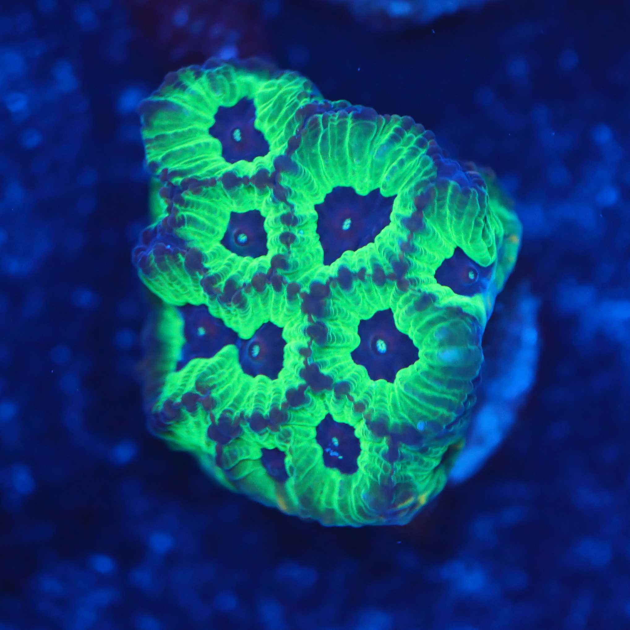 Oulophyllia bennettae