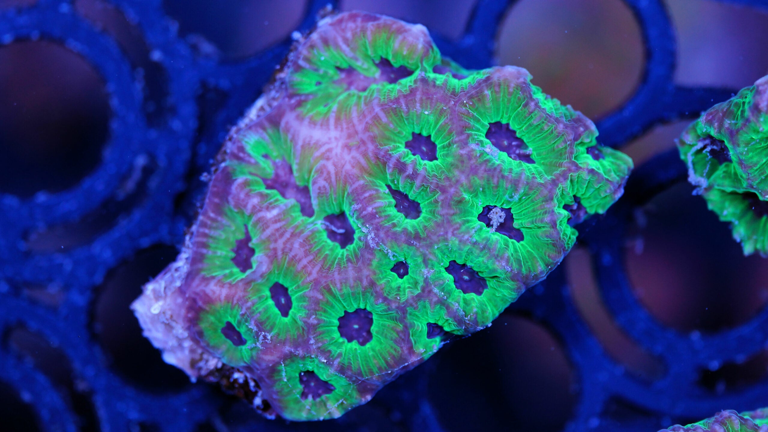 Oulophyllia Ableger unter Tageslicht