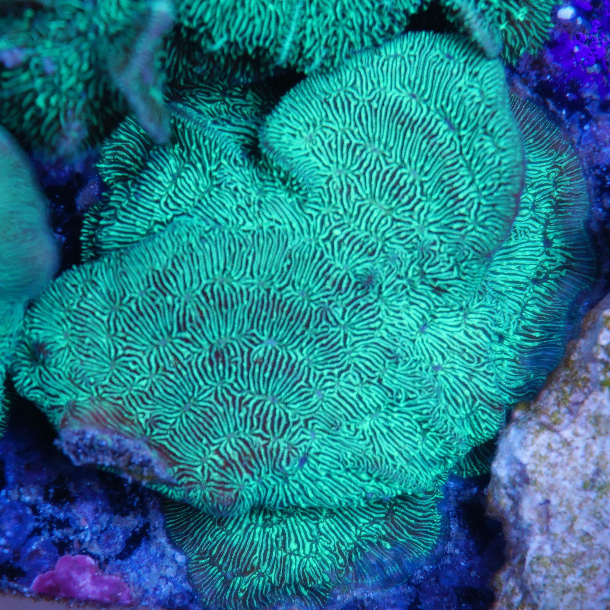 Pavona Decussata grün bei Tageslicht Korallenableger aus Nachzucht