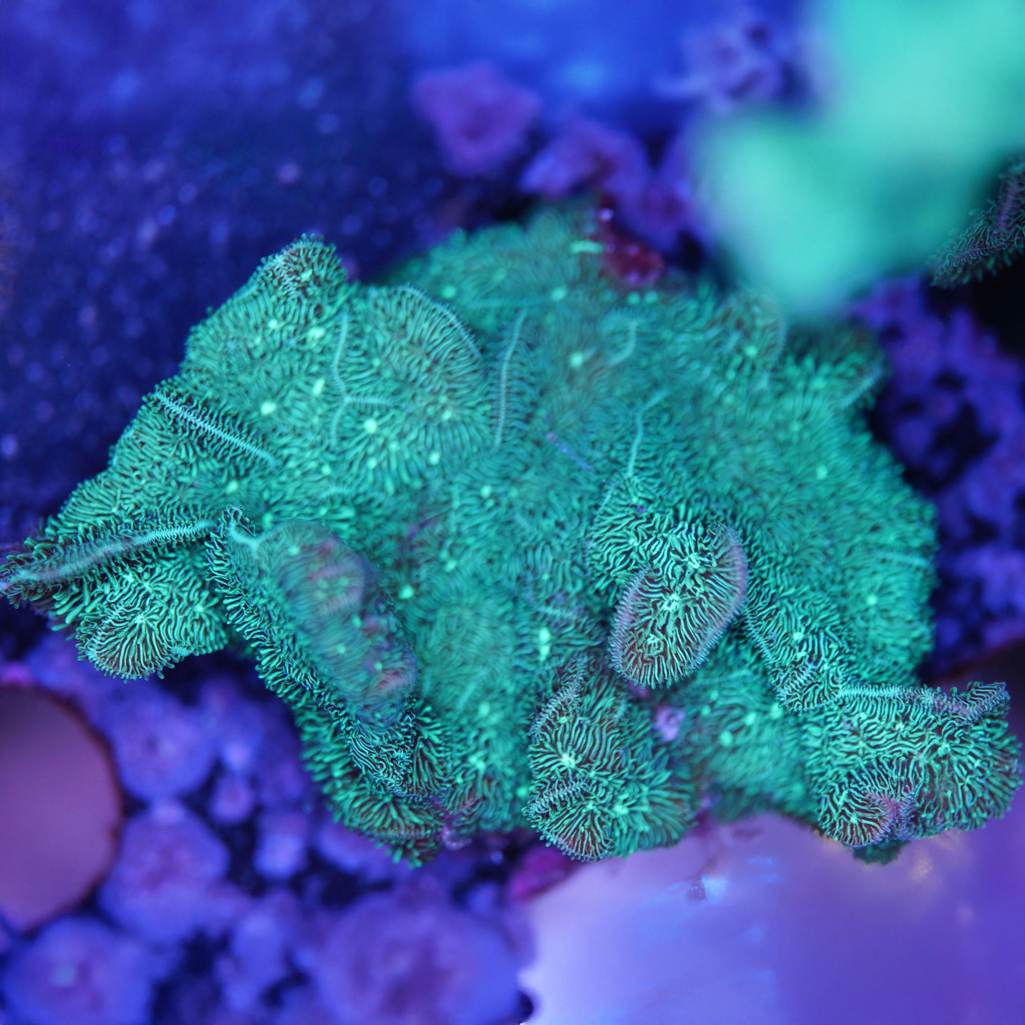 Pavona Decussata grün bei Tageslicht Korallenableger aus Nachzucht