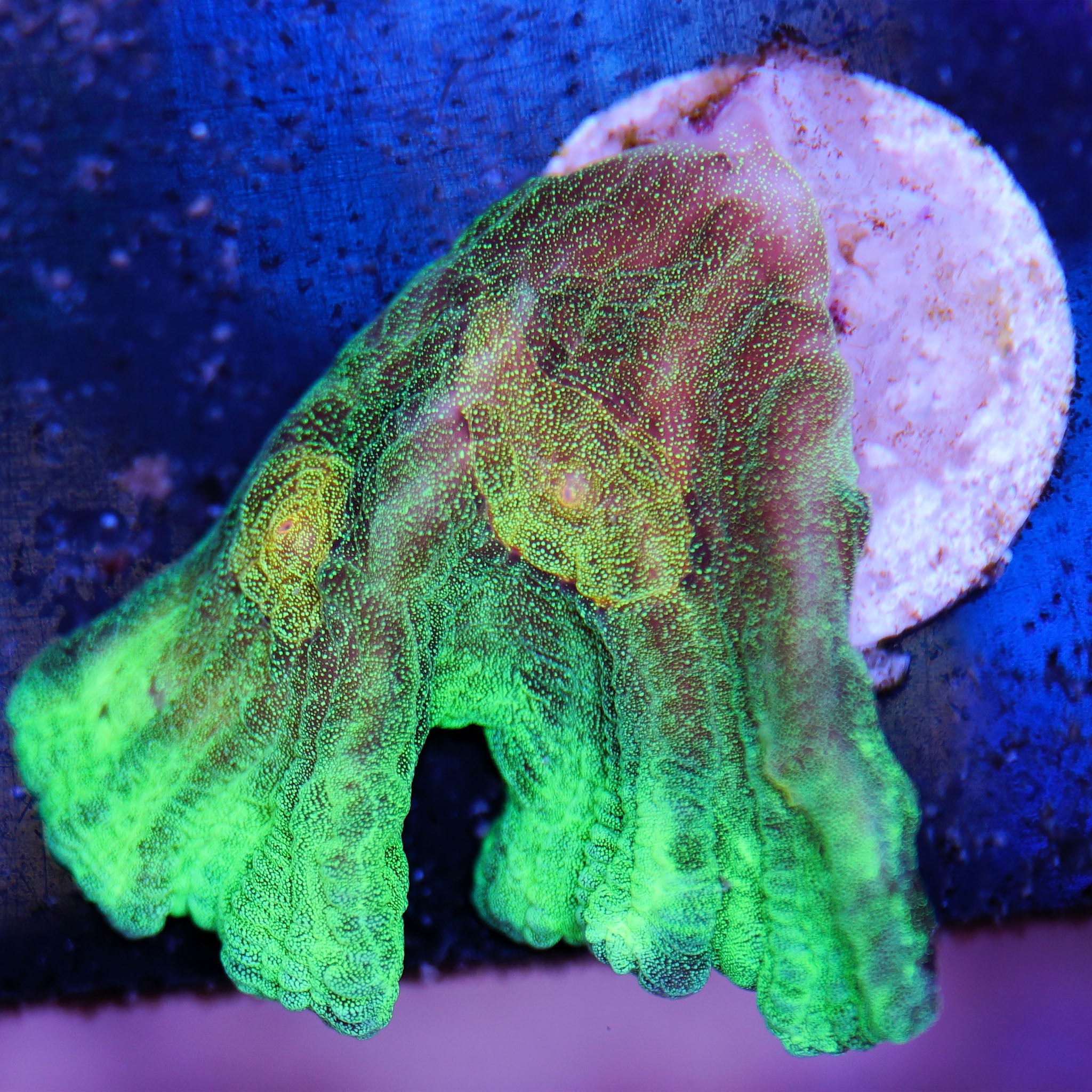 Pectinia Space Invader Korallenableger aus Nachzucht