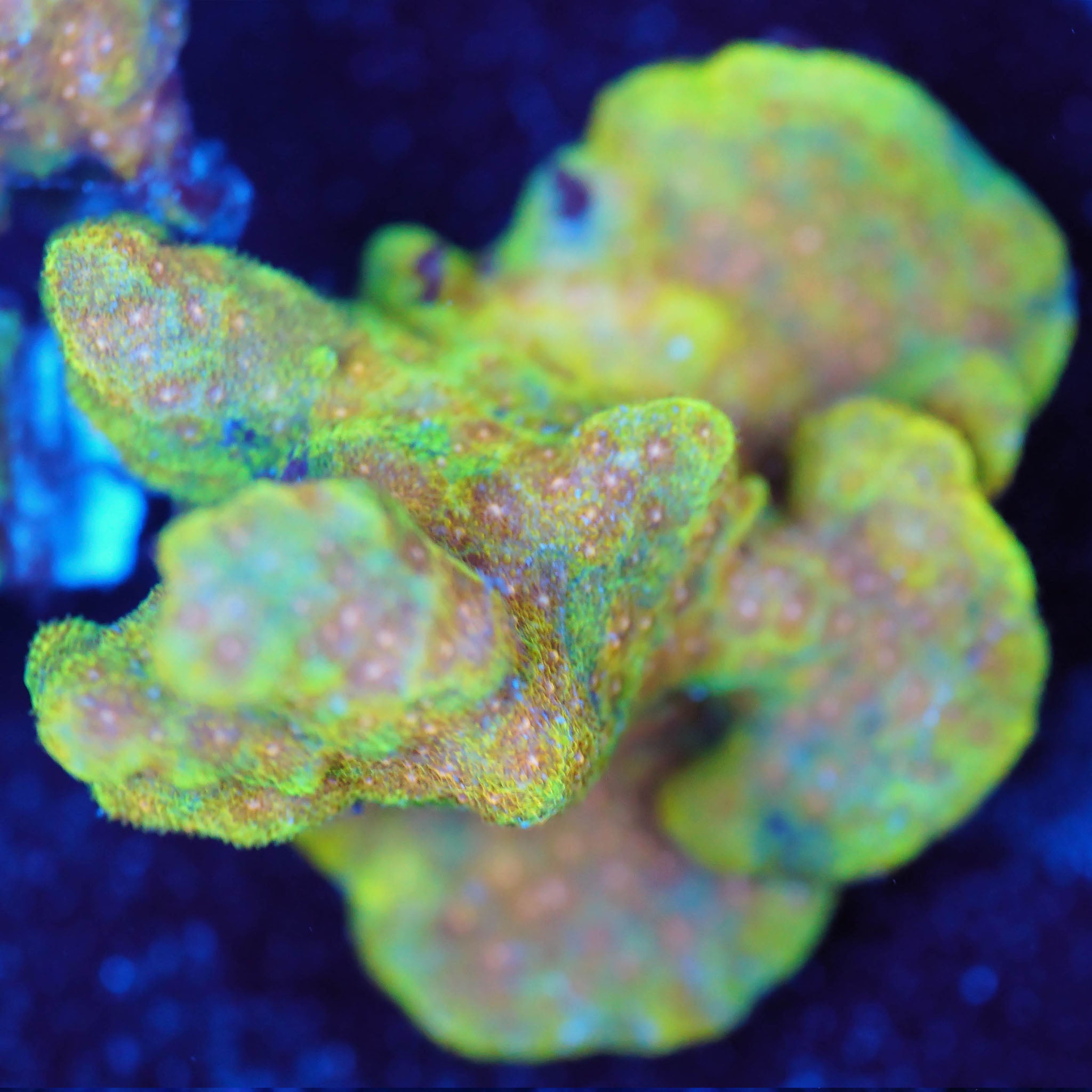 Psammocora Sundrop bei Tageslicht Korallenableger aus Nachzucht bei Blaulicht