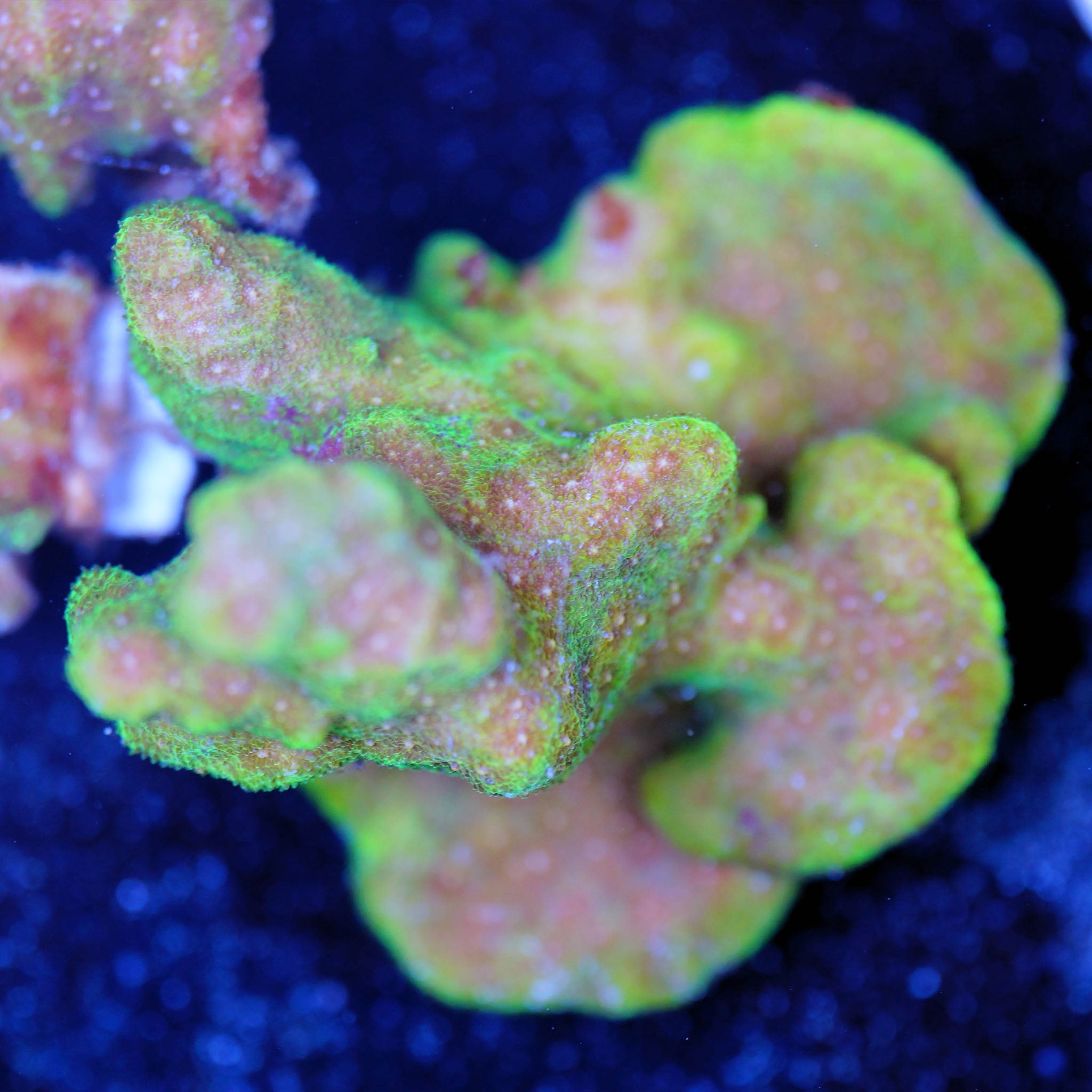 Psammocora Sundrop bei Tageslicht Korallenableger aus Nachzucht