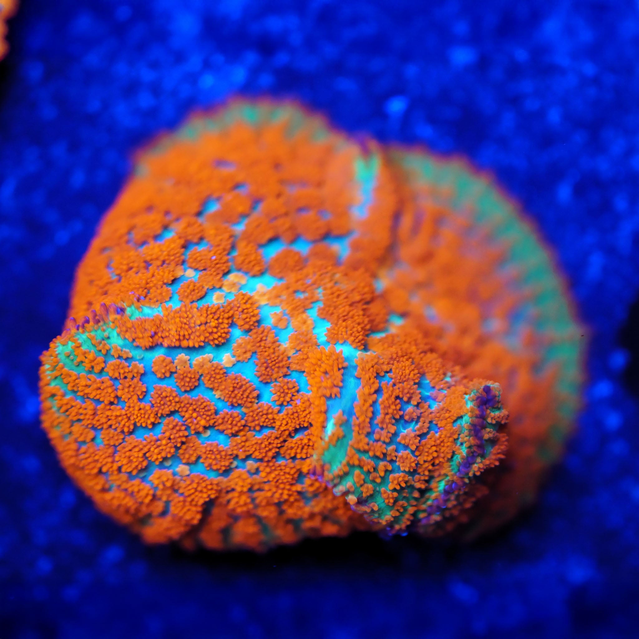 Rhodactis Forest Fire Scheibenanemone Korallenableger aus Nachzucht bei Blaulicht