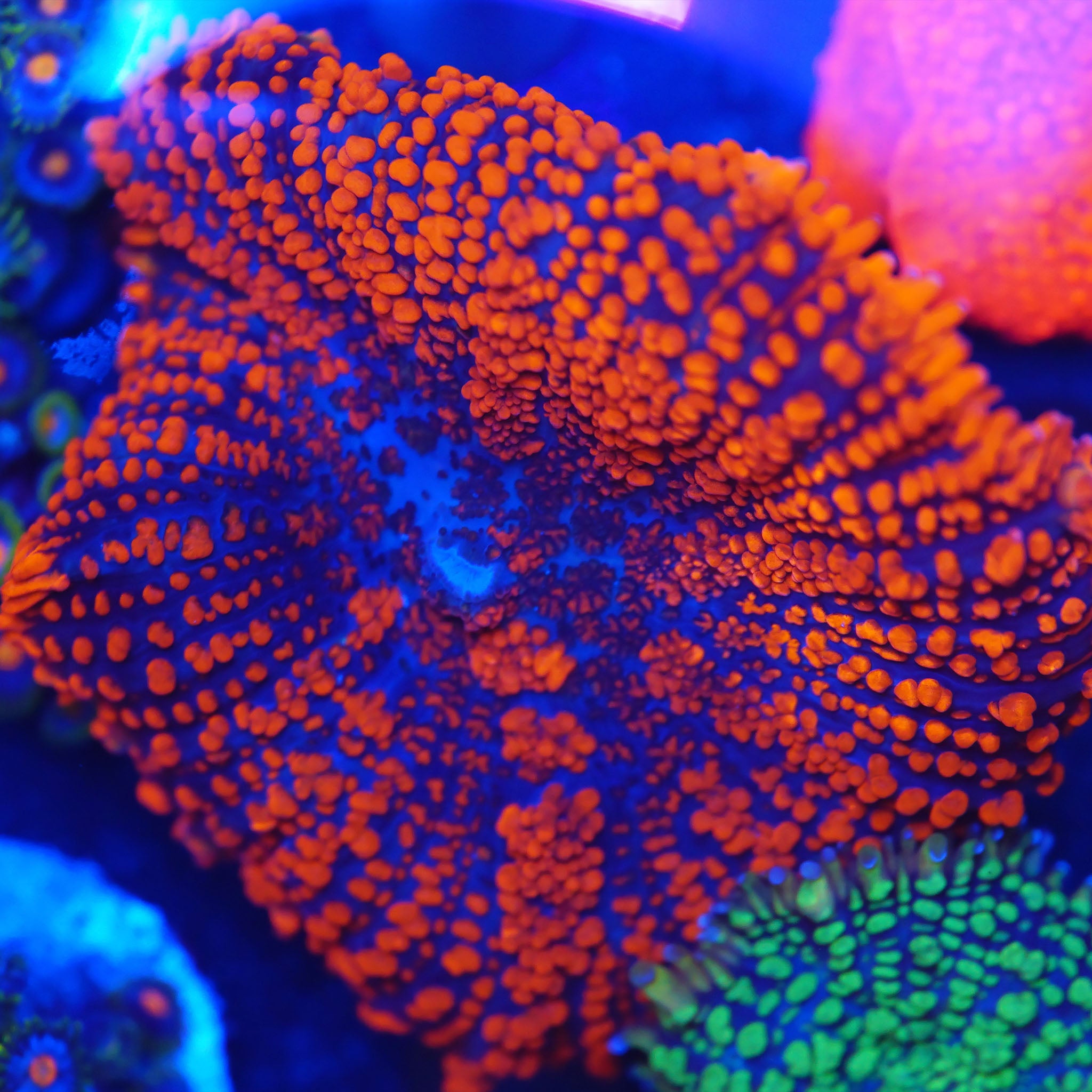 Ricordea Superman groß Scheibenanemone Korallenableger aus Nachzucht bei Blaulicht