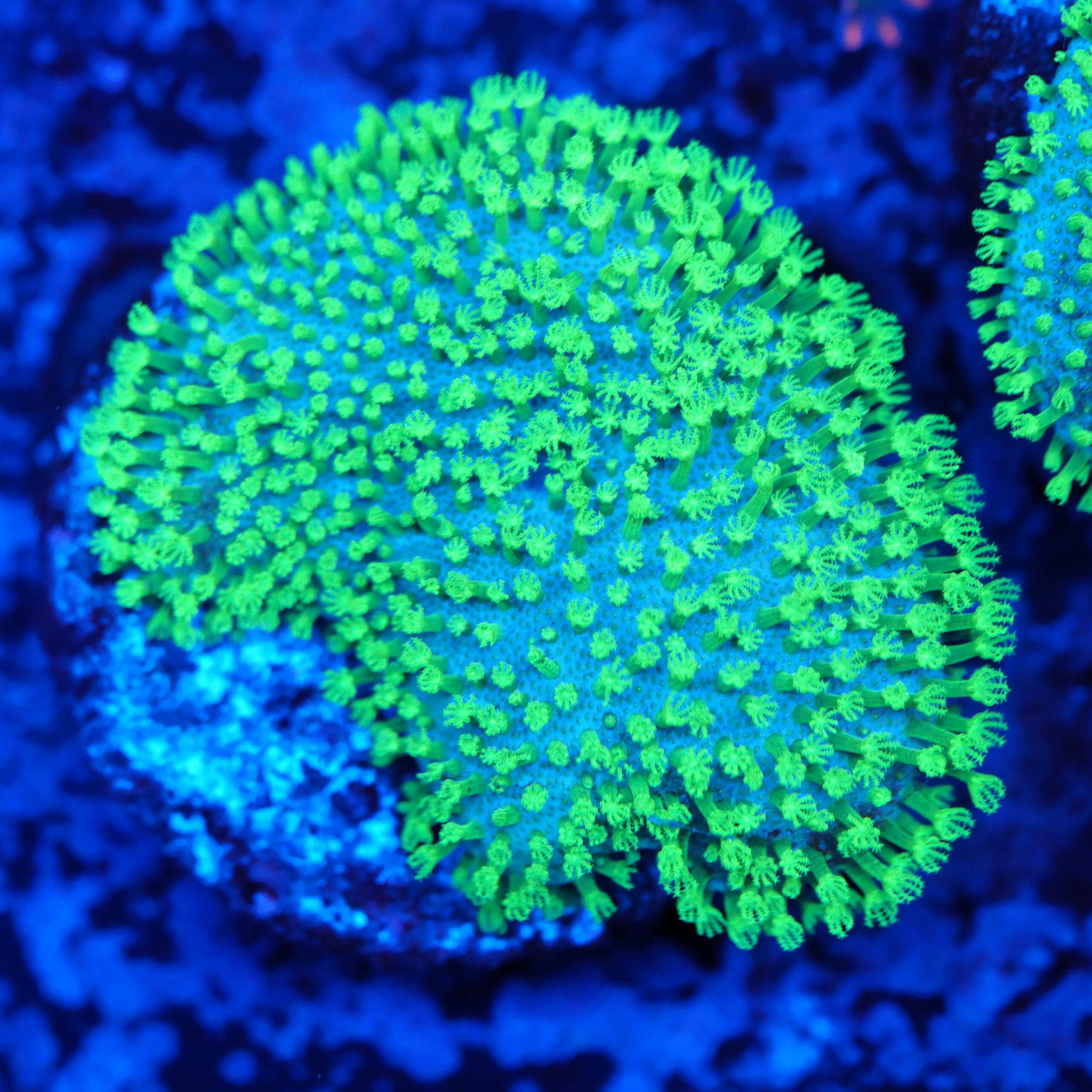 Sarcophyton Pilzleder ultra grün