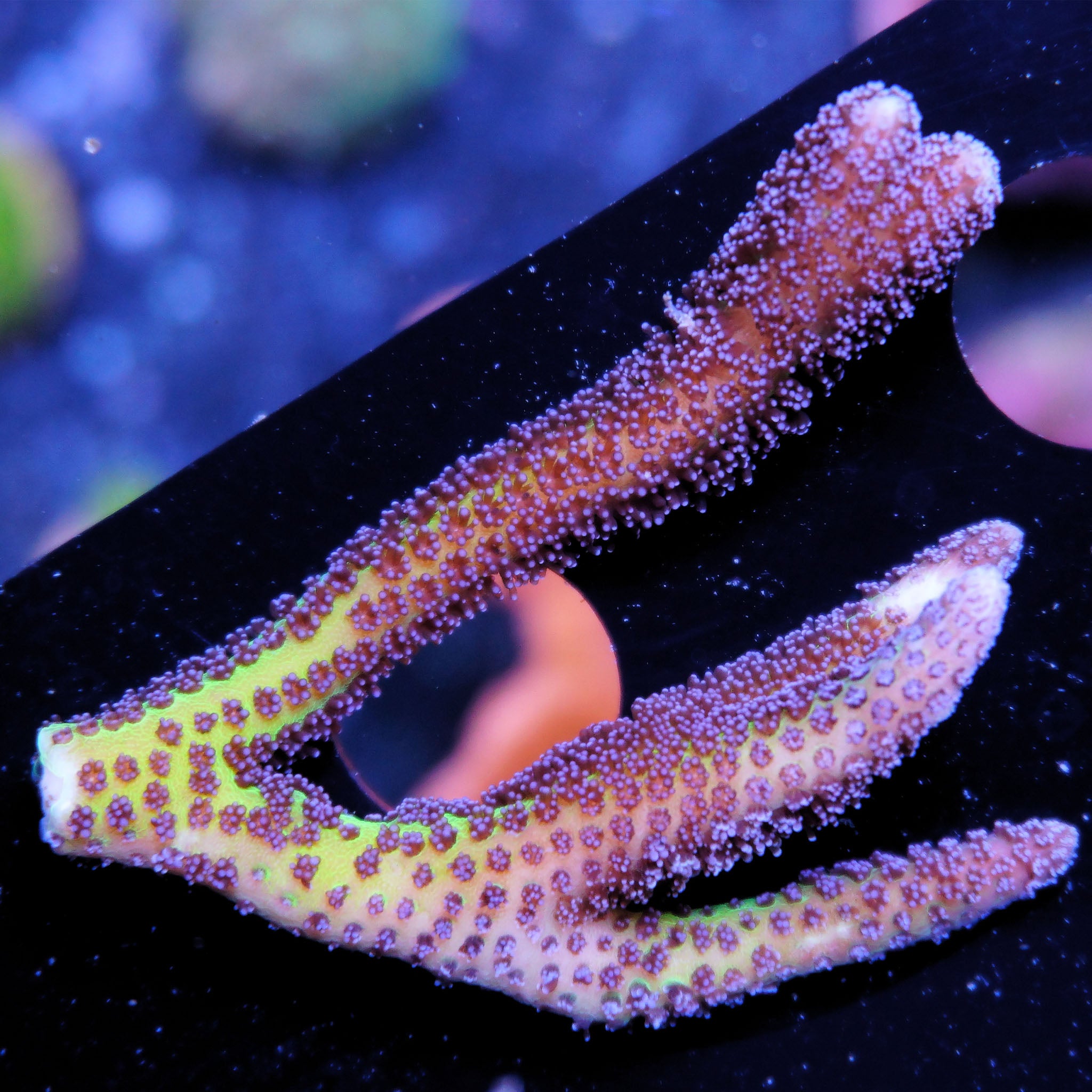 Seriatopora Bird of the Paradise Korallenableger aus Nachzucht