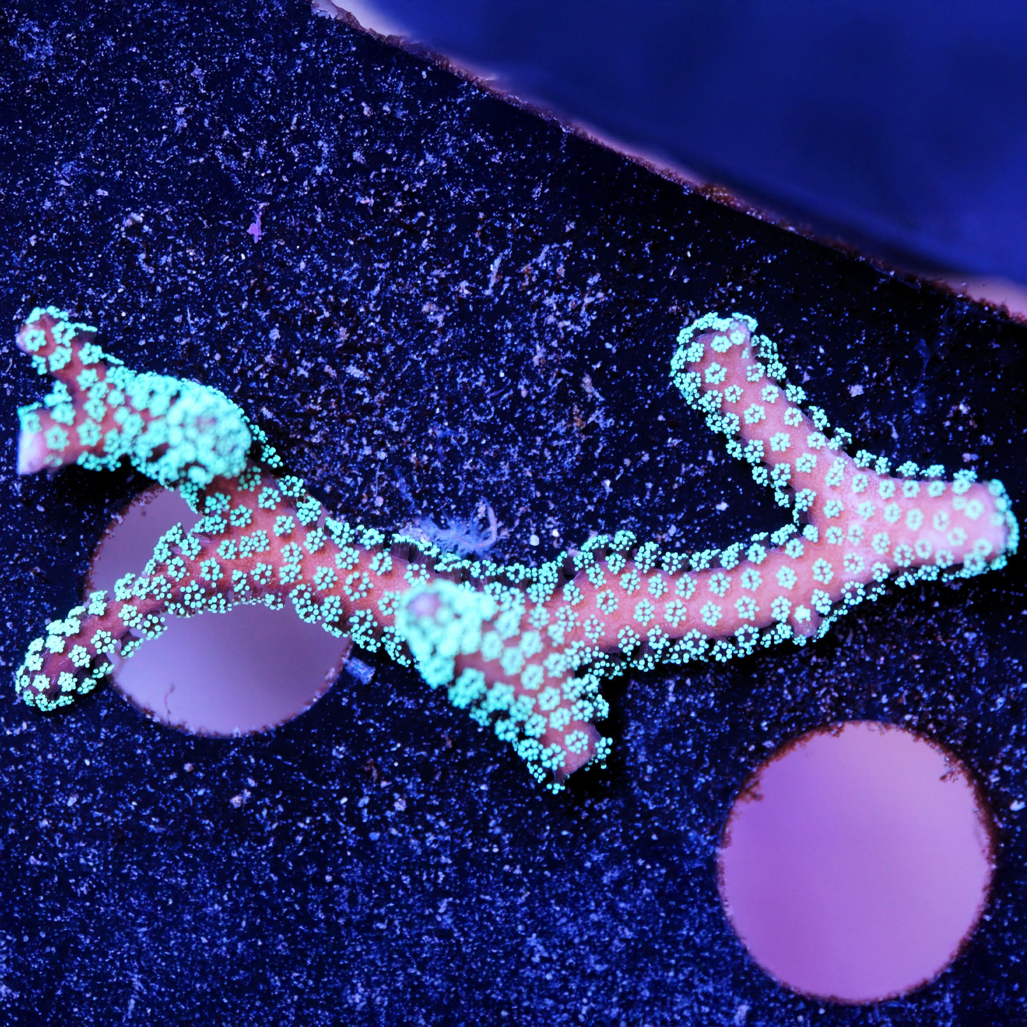 Seriatopora Caliendrum grün Korallenableger aus Nachzucht