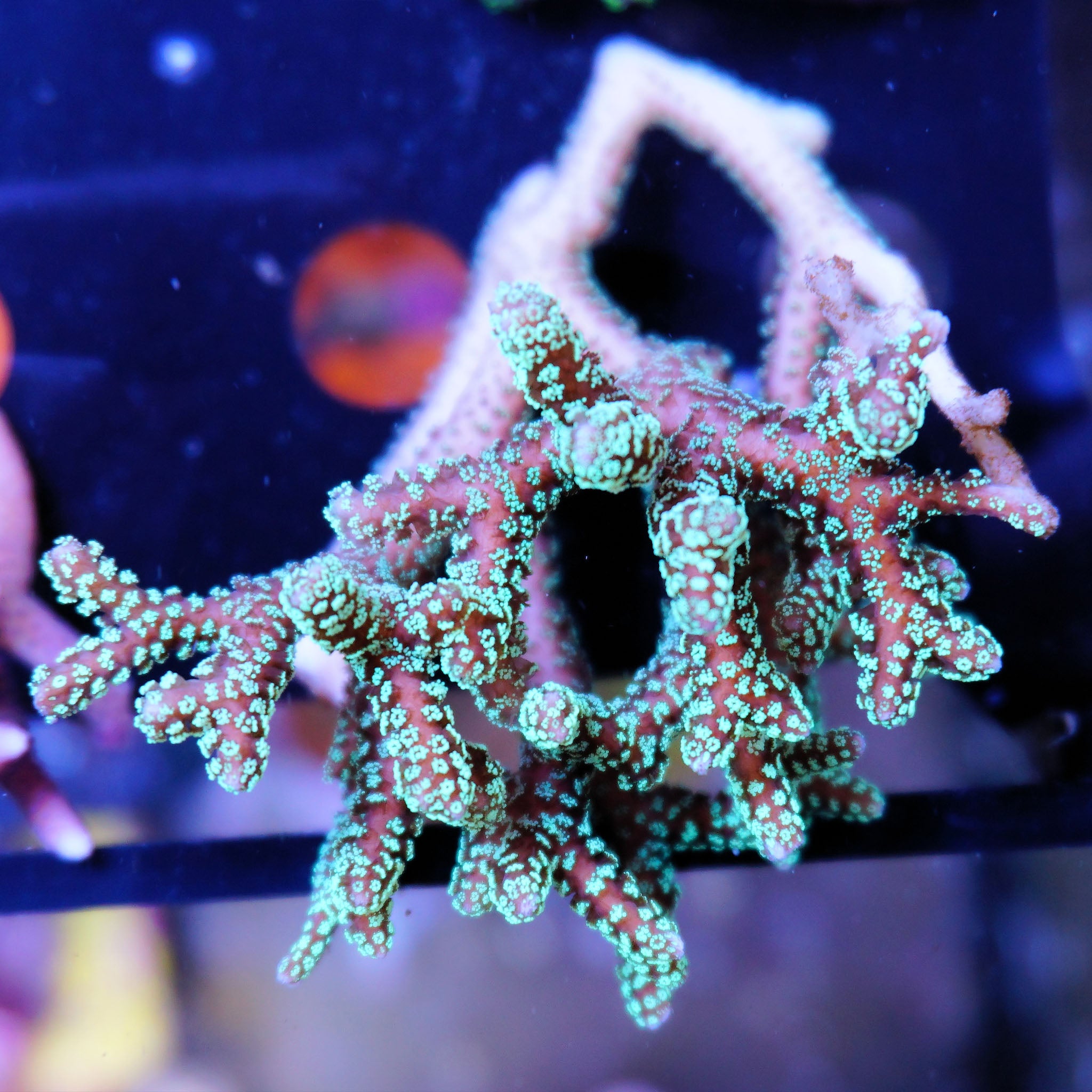 Seriatopora Caliendrum grün großer Korallenableger aus Nachzucht