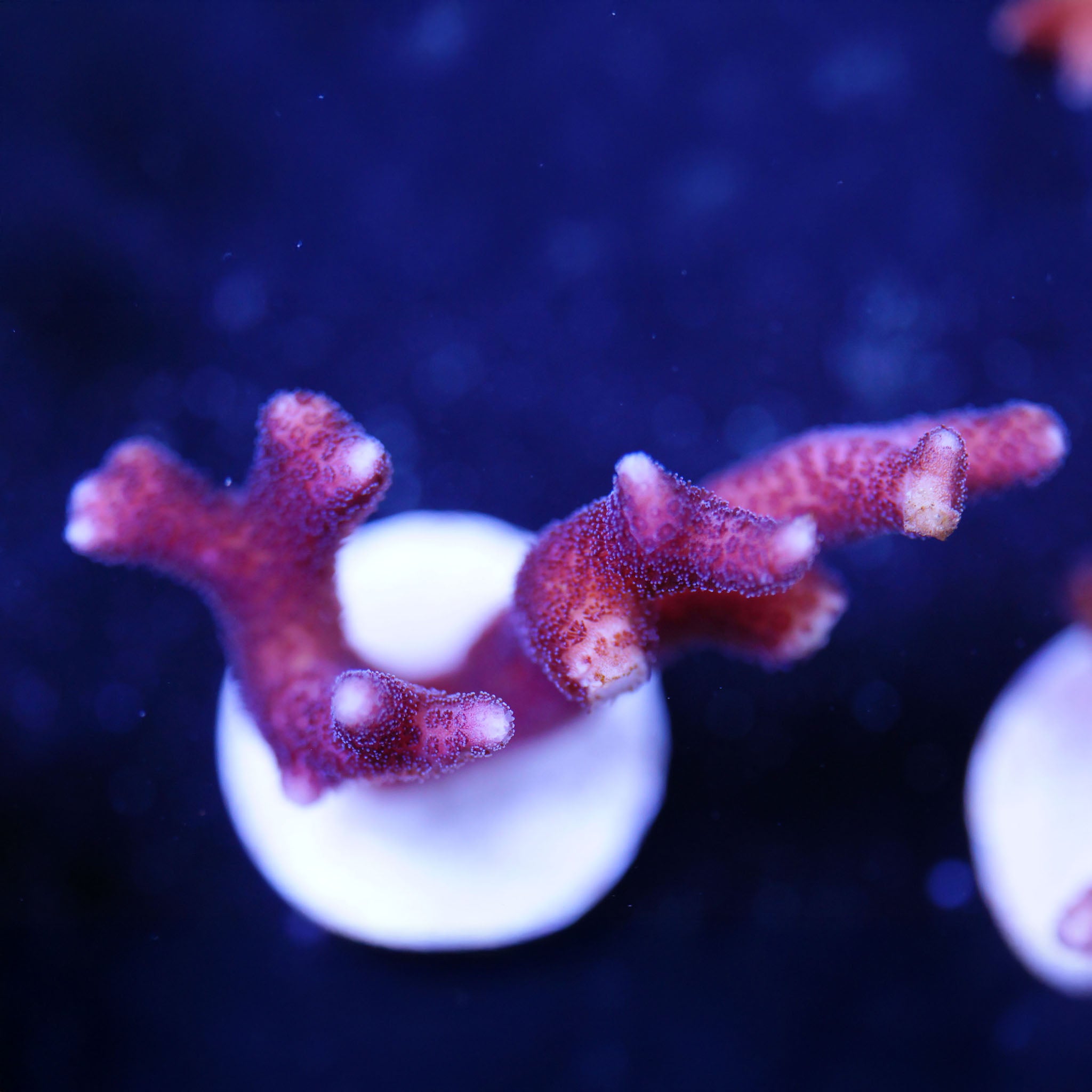 Seriatopora caliendrum pink Korallenableger aus Nachzucht