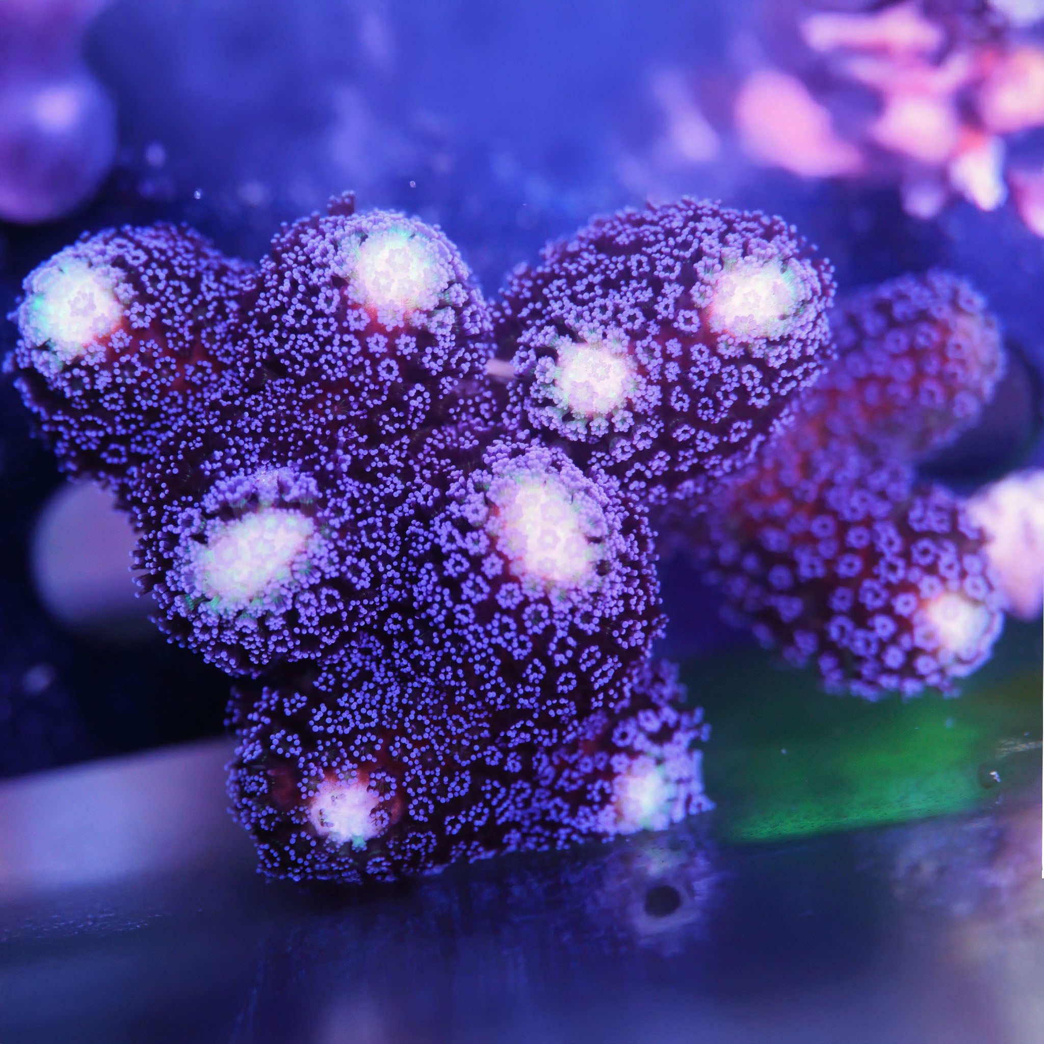 Stylophora Milka in Lila großer Korallenableger aus Nachzucht