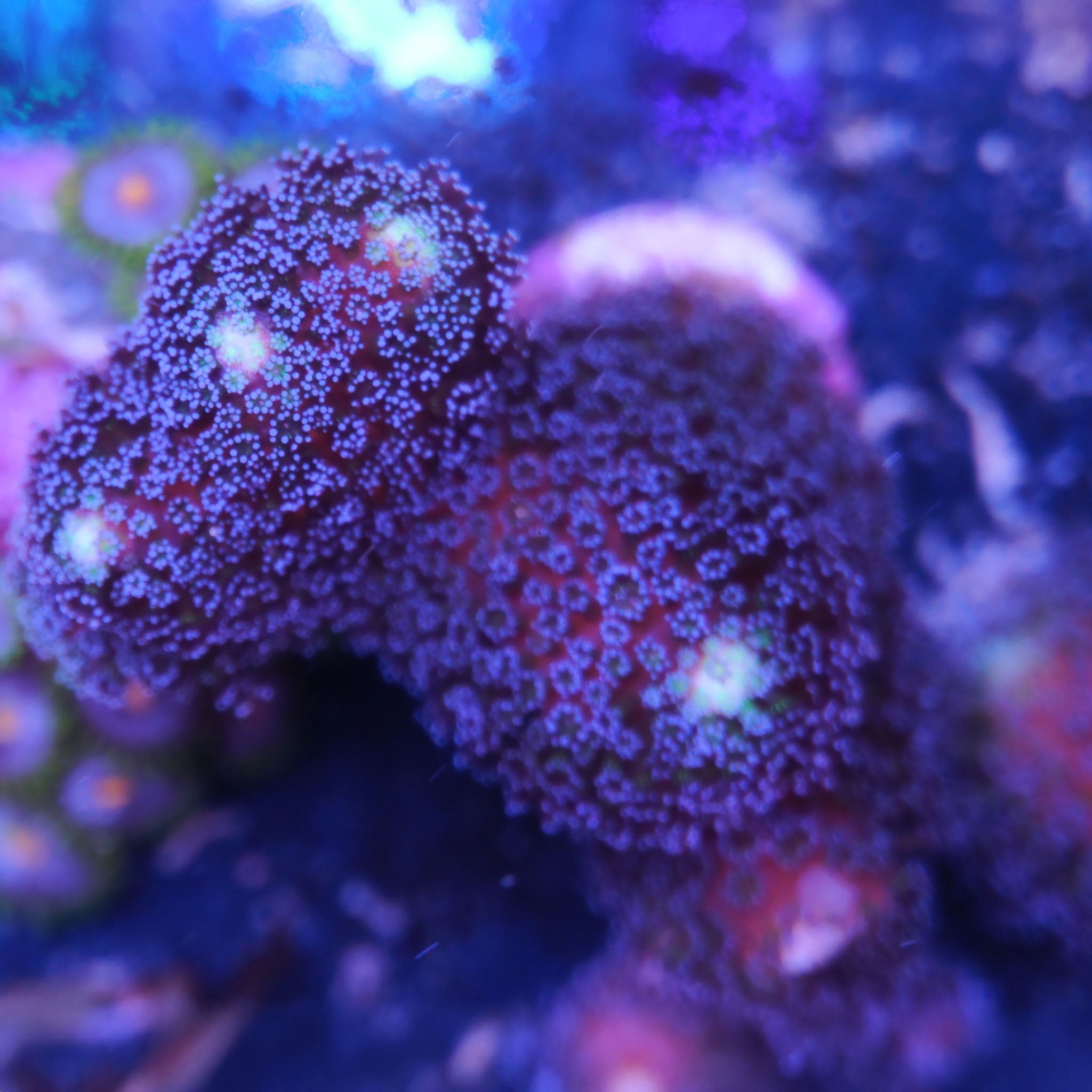 Stylophora Milka in Lila Korallenableger aus Nachzucht