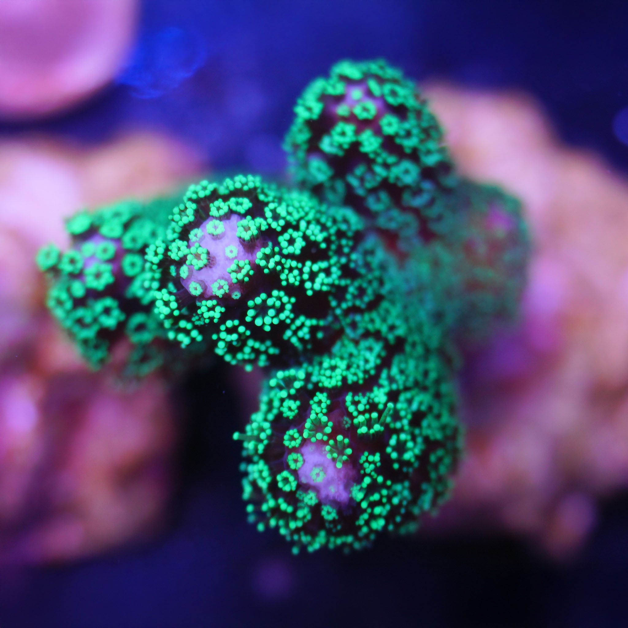 Stylophora in grün Korallenableger aus Nachzucht