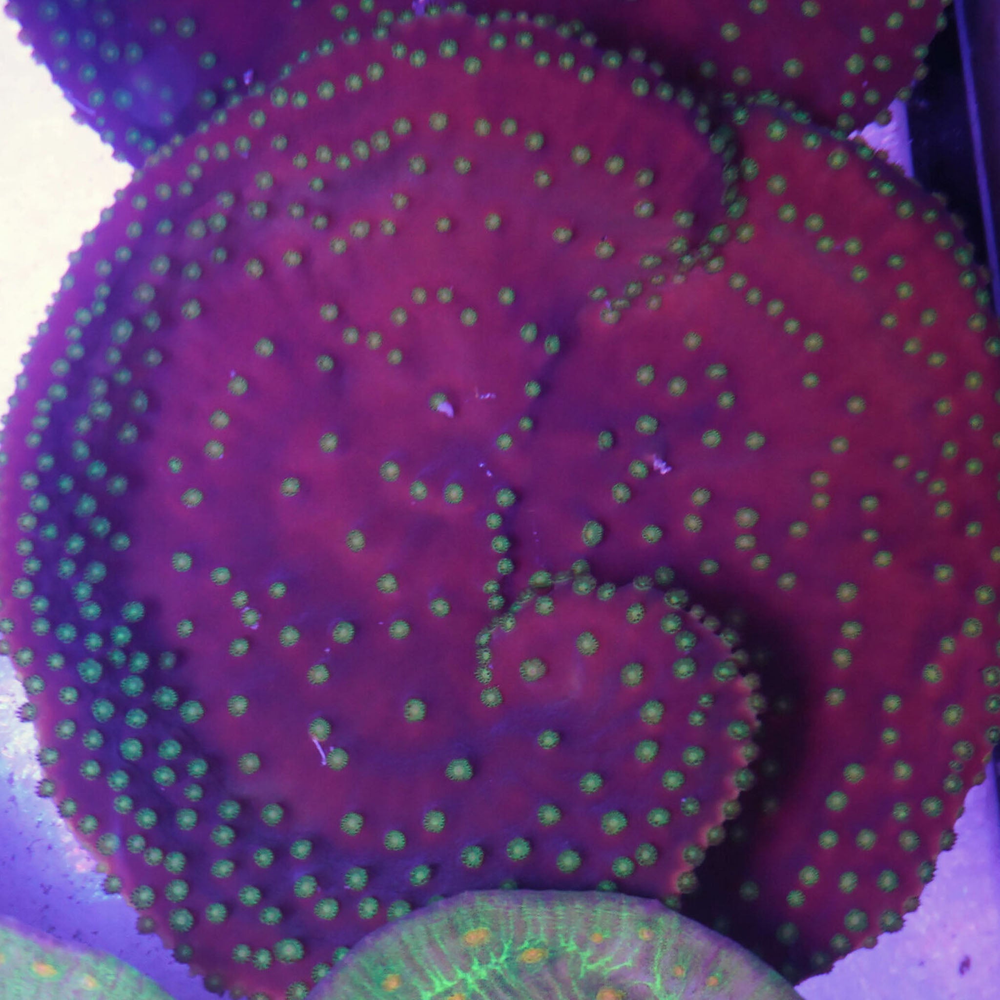 Turbinaria reniformis Muttertier aus Nachzucht mit gelben Polypen bei Tageslicht