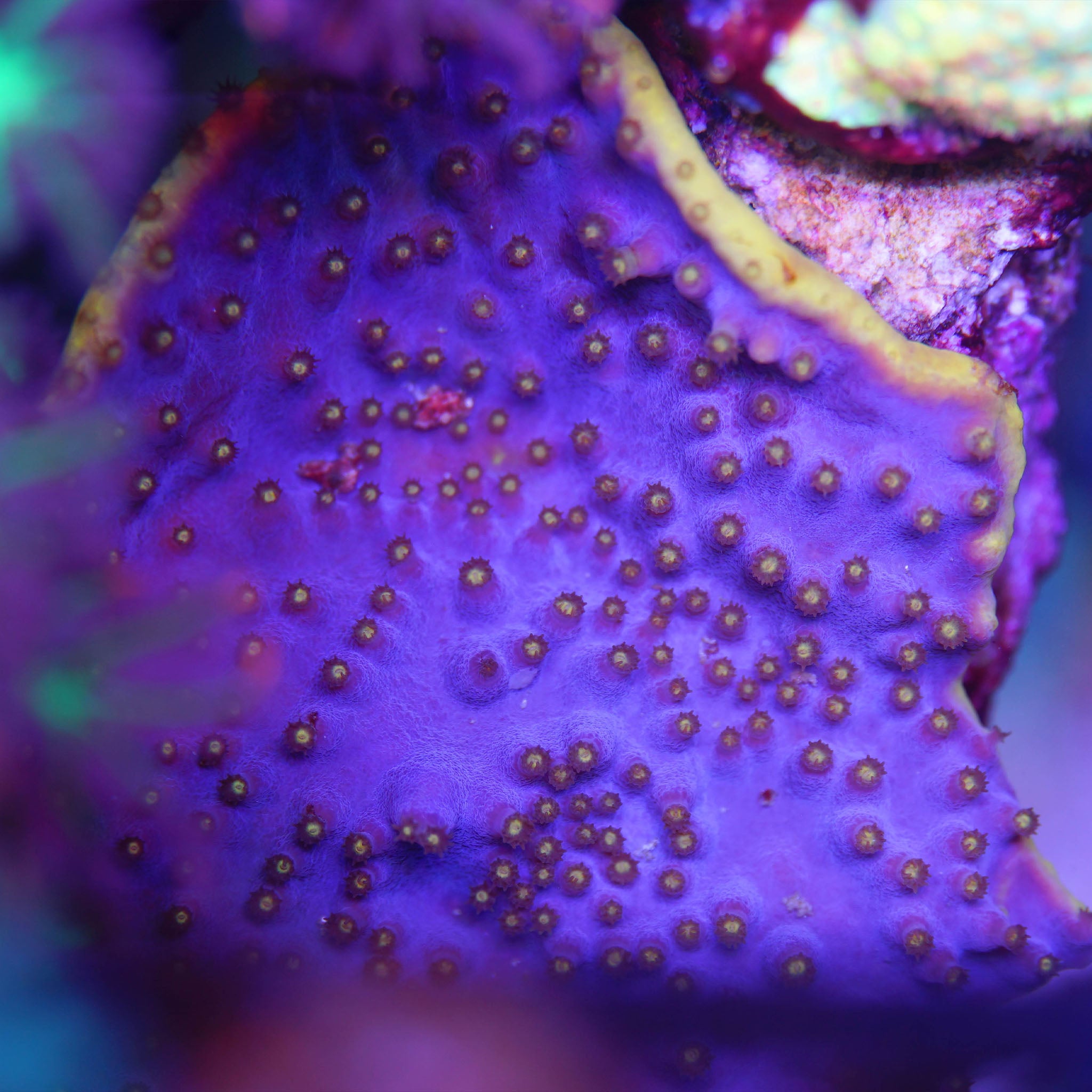 Turbinaria reniformis Muttertier in lila mit gelben Polypen bei Tageslicht