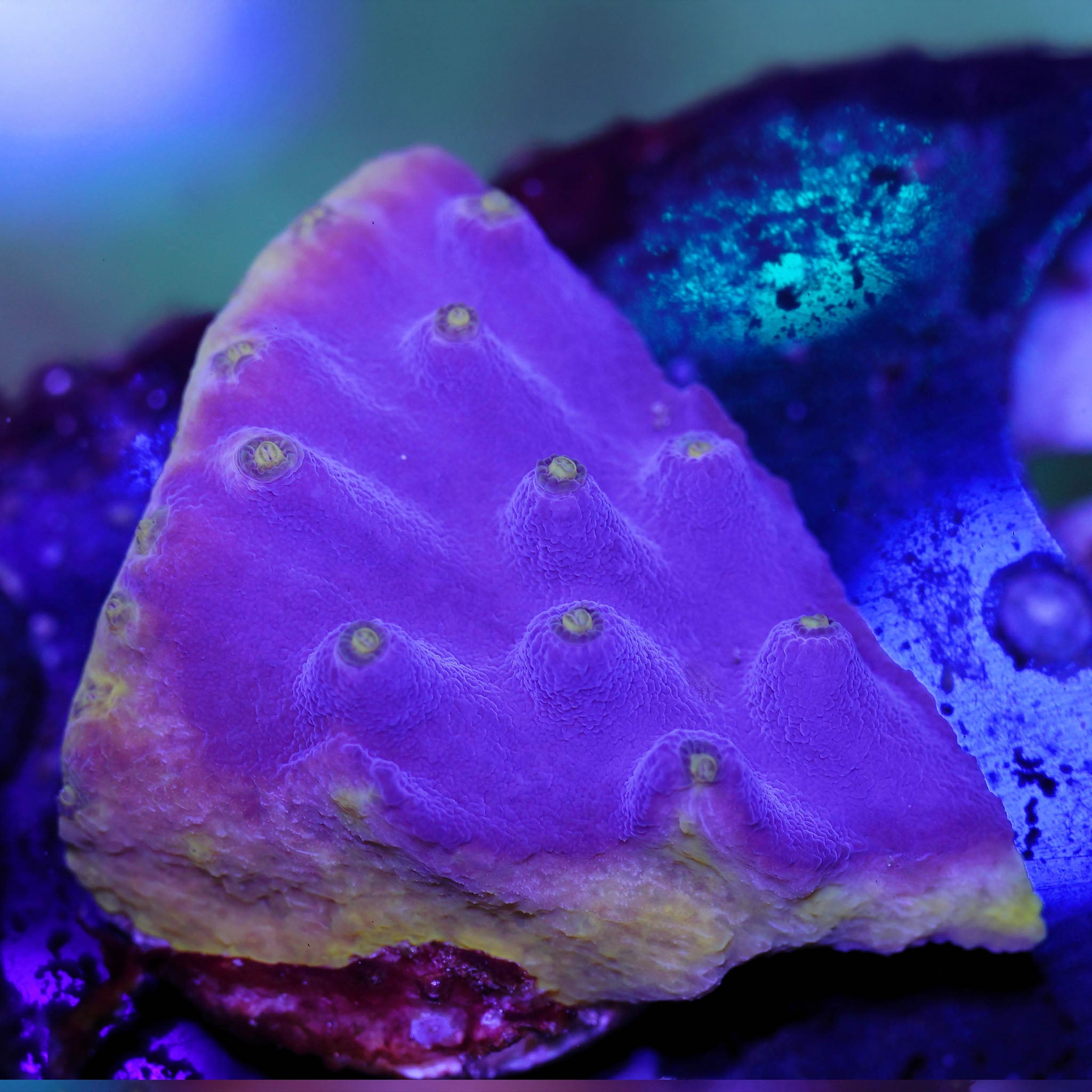 Turbinaria reniformis Korallenableger aus Nachzucht in lila mit gelben Polypen bei Blaulicht