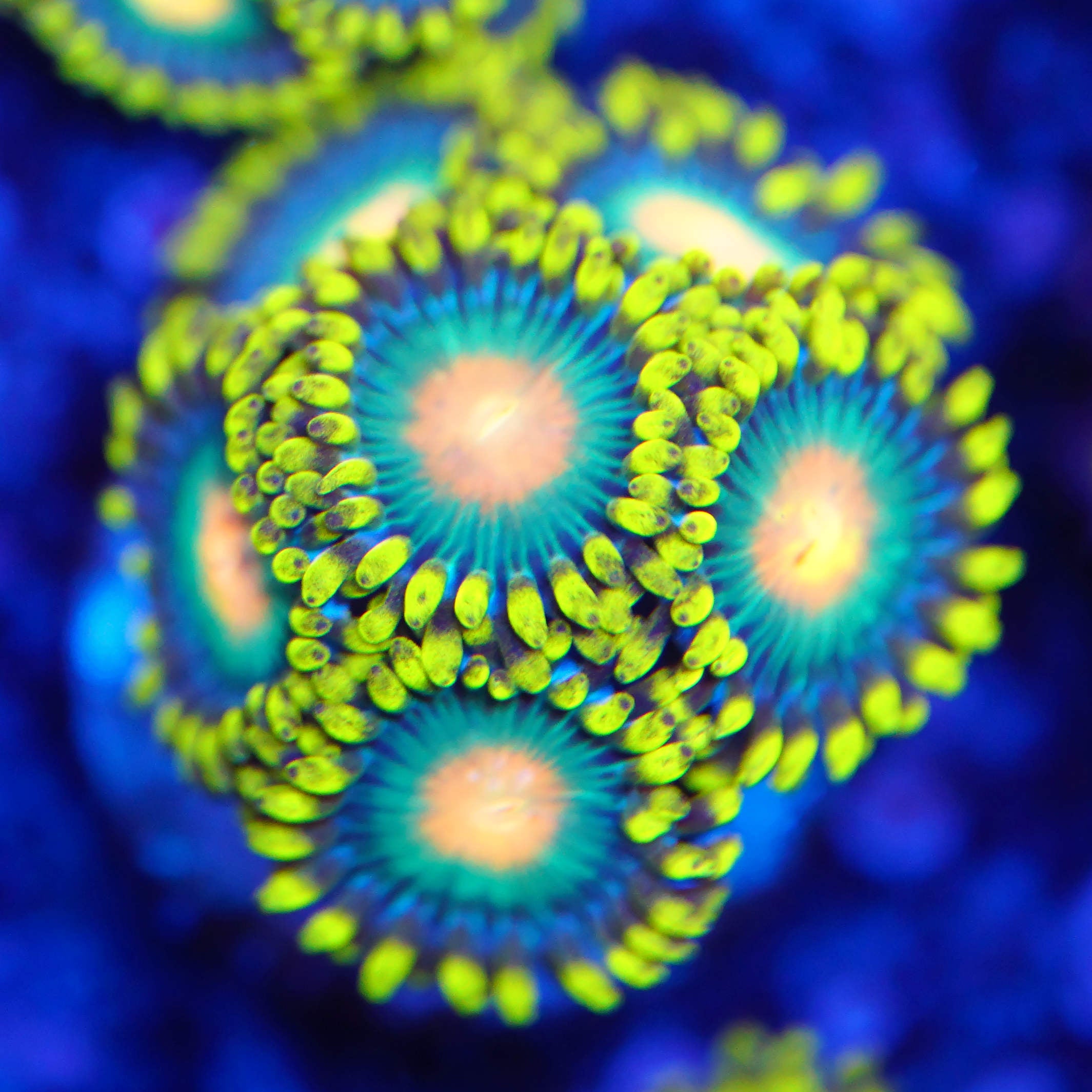 Zoanthus Green Bay Packers Korallenableger aus Nachzucht bei Blaulicht